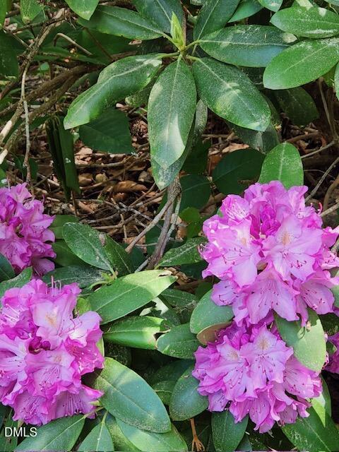 127 Cobble Brook Drive Rougemont, NC 27572 - Photo 43 of 48