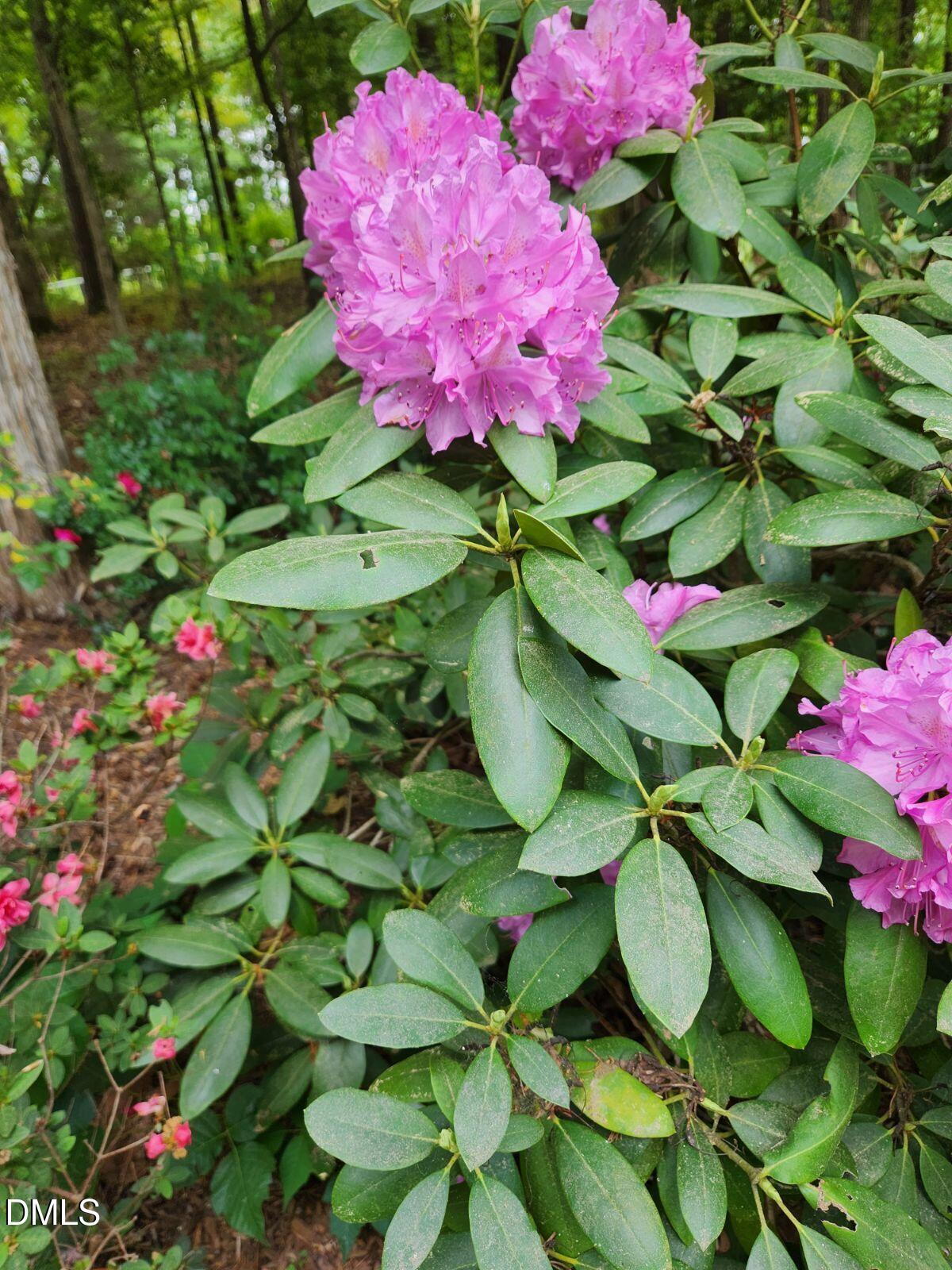 127 Cobble Brook Drive Rougemont, NC 27572 - Photo 44 of 48 a bunch of flowers
