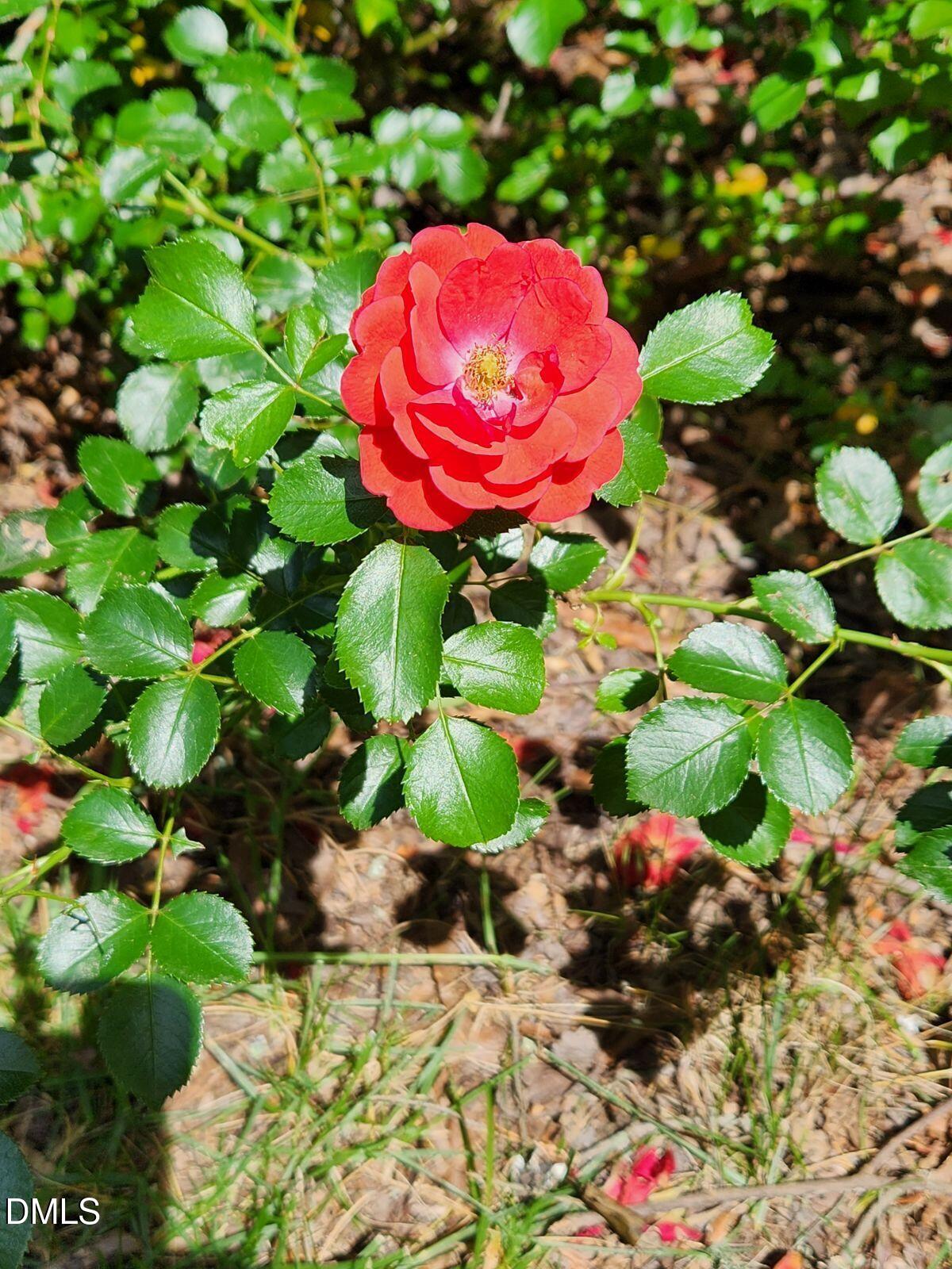127 Cobble Brook Drive Rougemont, NC 27572 - Photo 45 of 48 a view of a flower