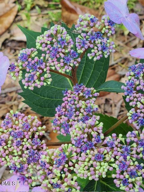 127 Cobble Brook Drive Rougemont, NC 27572 - Photo 46 of 48 a bunch of flowers and vegetables with the garden