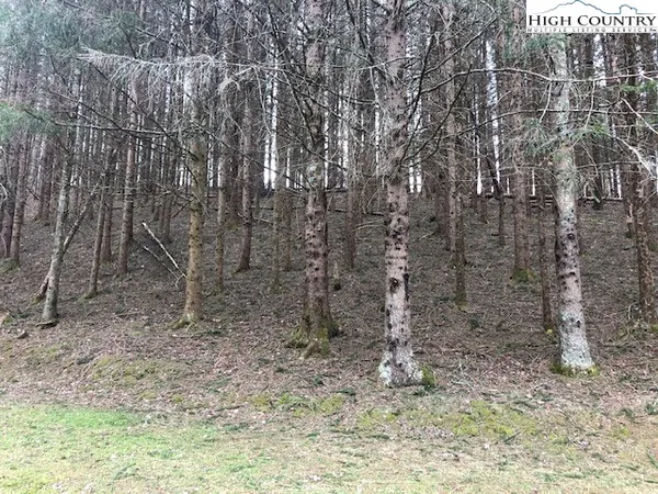 a view of a dry yard with trees