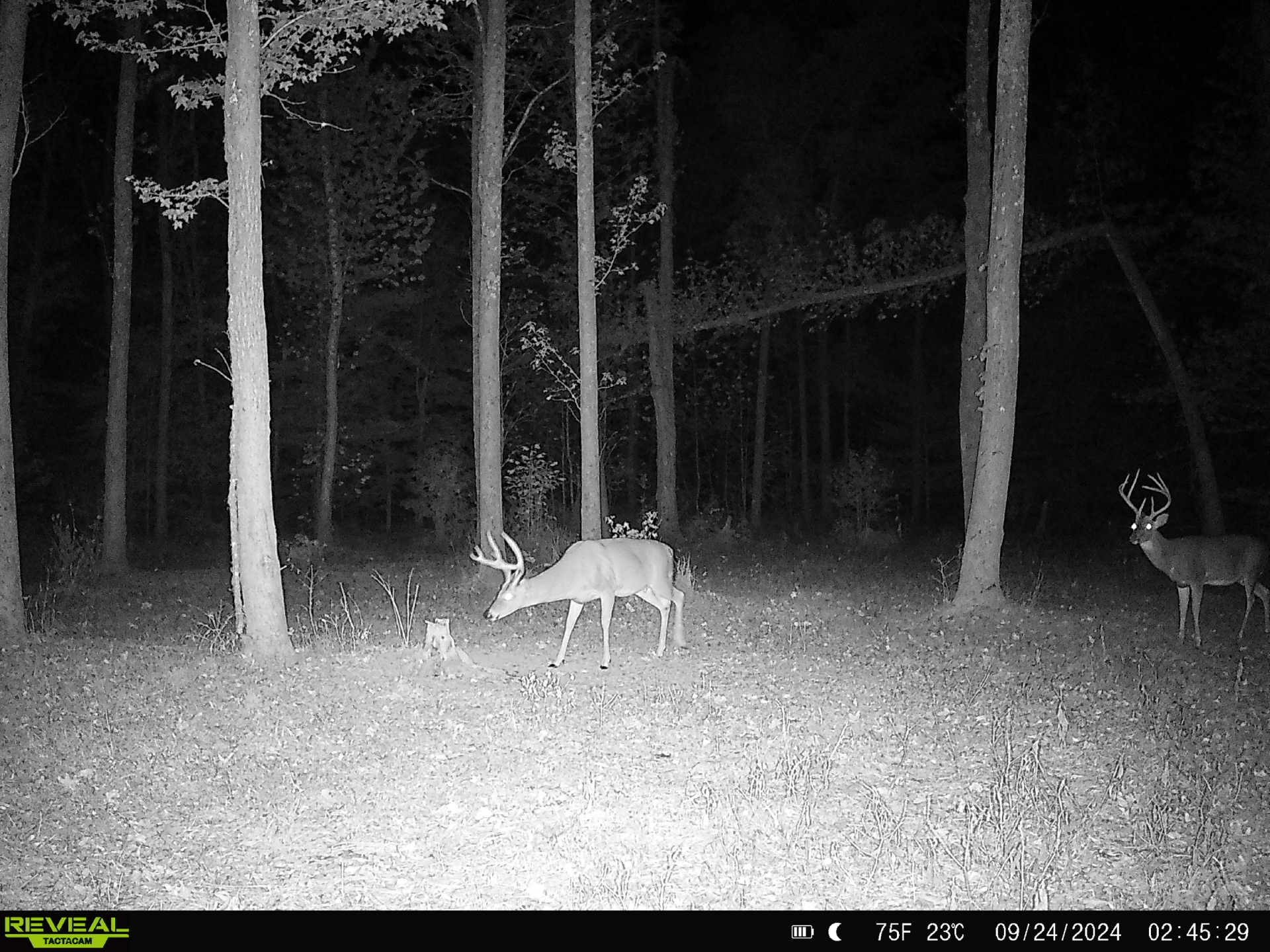 3571 Old Blacktop Road McEwen, TN 37101 - Photo 11 of 99