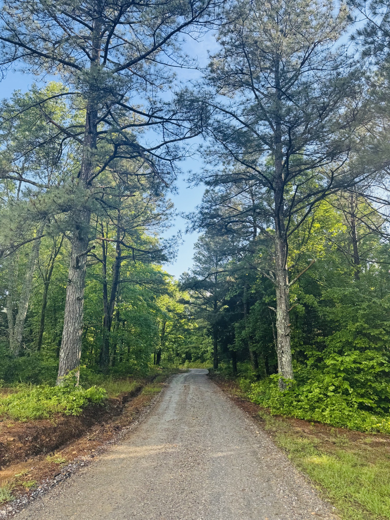 3571 Old Blacktop Road McEwen, TN 37101 - Photo 68 of 99 a view of a road with plants and trees