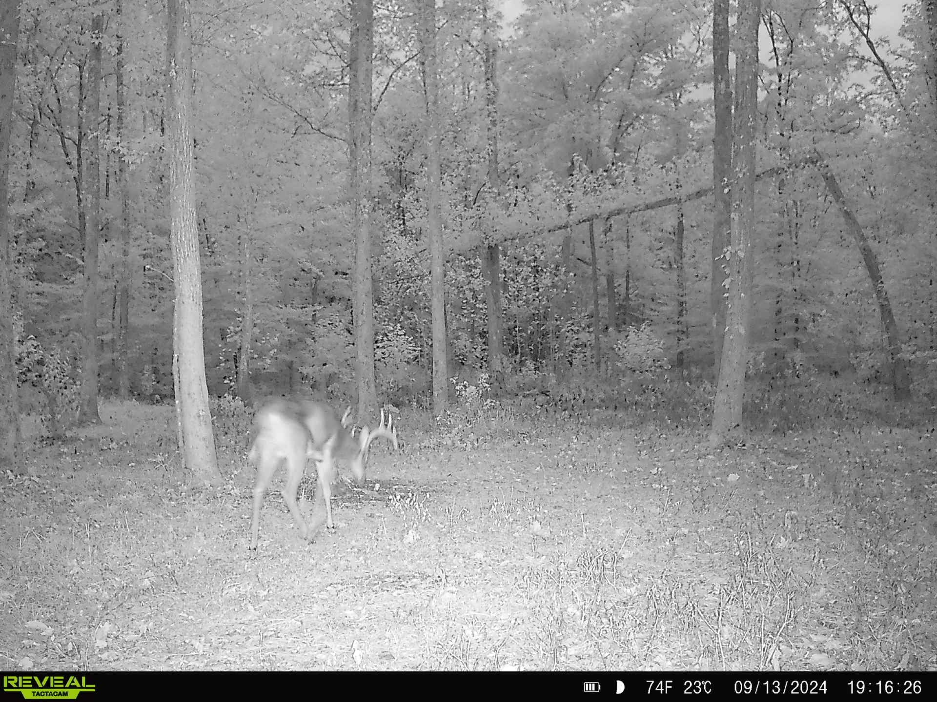 3571 Old Blacktop Road McEwen, TN 37101 - Photo 88 of 99