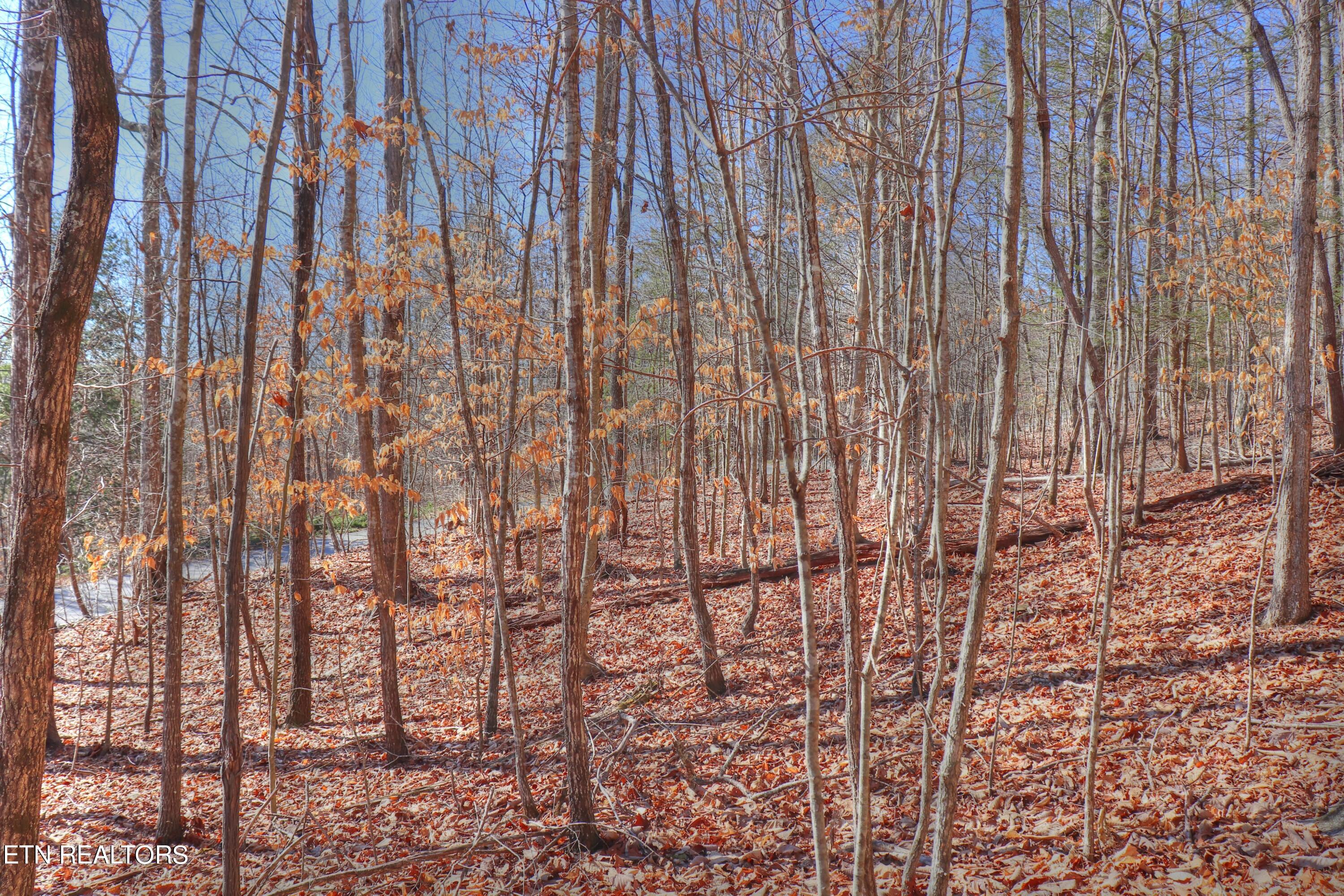 Lot 139 Whistle Valley Road New Tazewell, TN 37825 - Photo 6 of 28 Almost level building site