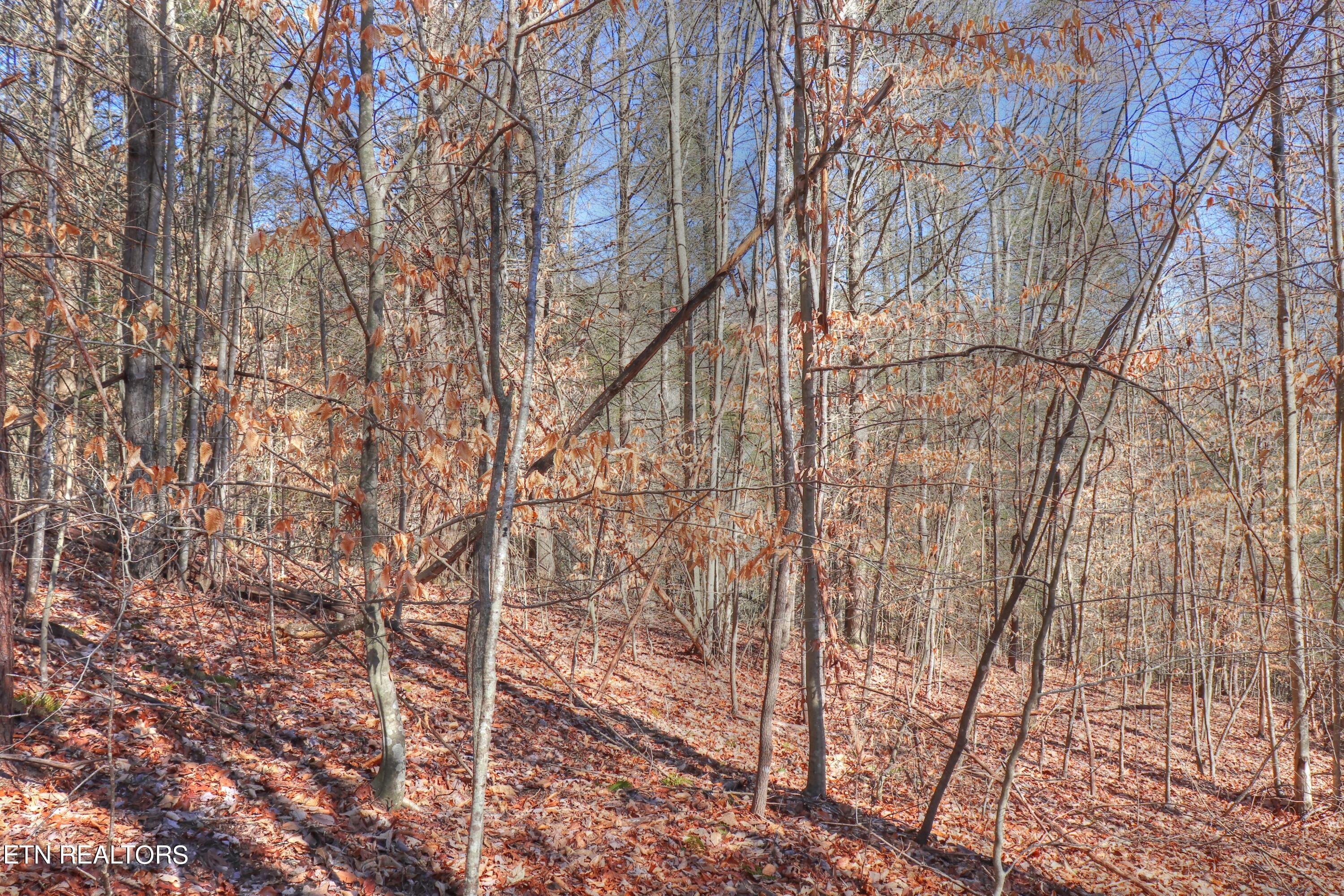 Lot 139 Whistle Valley Road New Tazewell, TN 37825 - Photo 10 of 28 Lot 139 Whistle Valley Rd