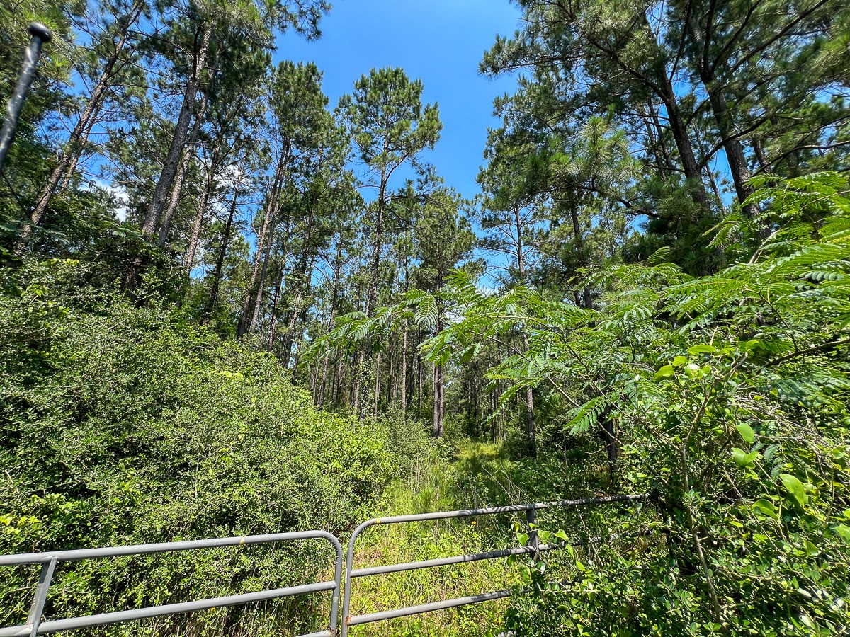 1 Fodice 2 Road Lovelady, TX 75851 - Photo 3 of 12