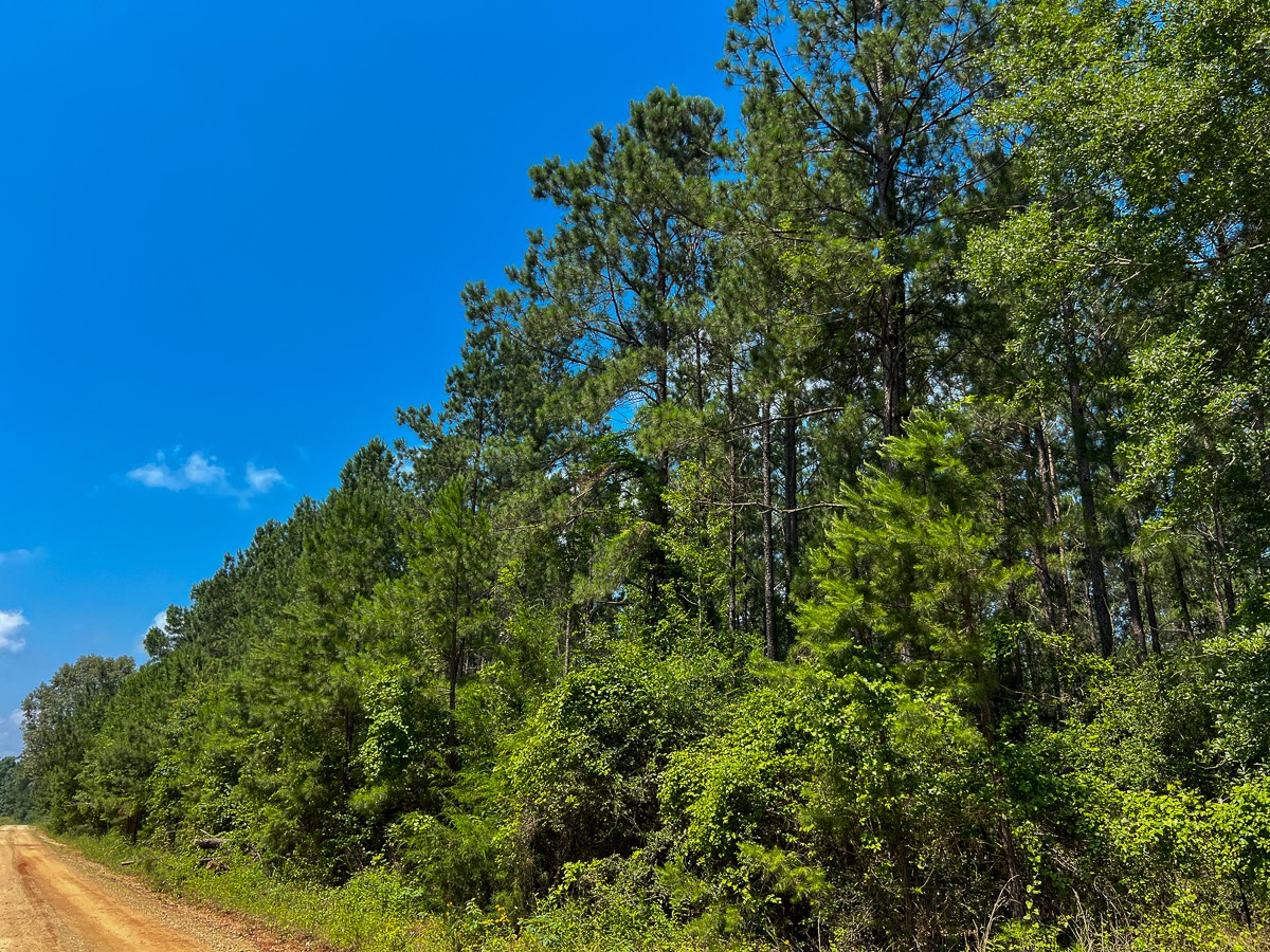 1 Fodice 2 Road Lovelady, TX 75851 - Photo 4 of 12