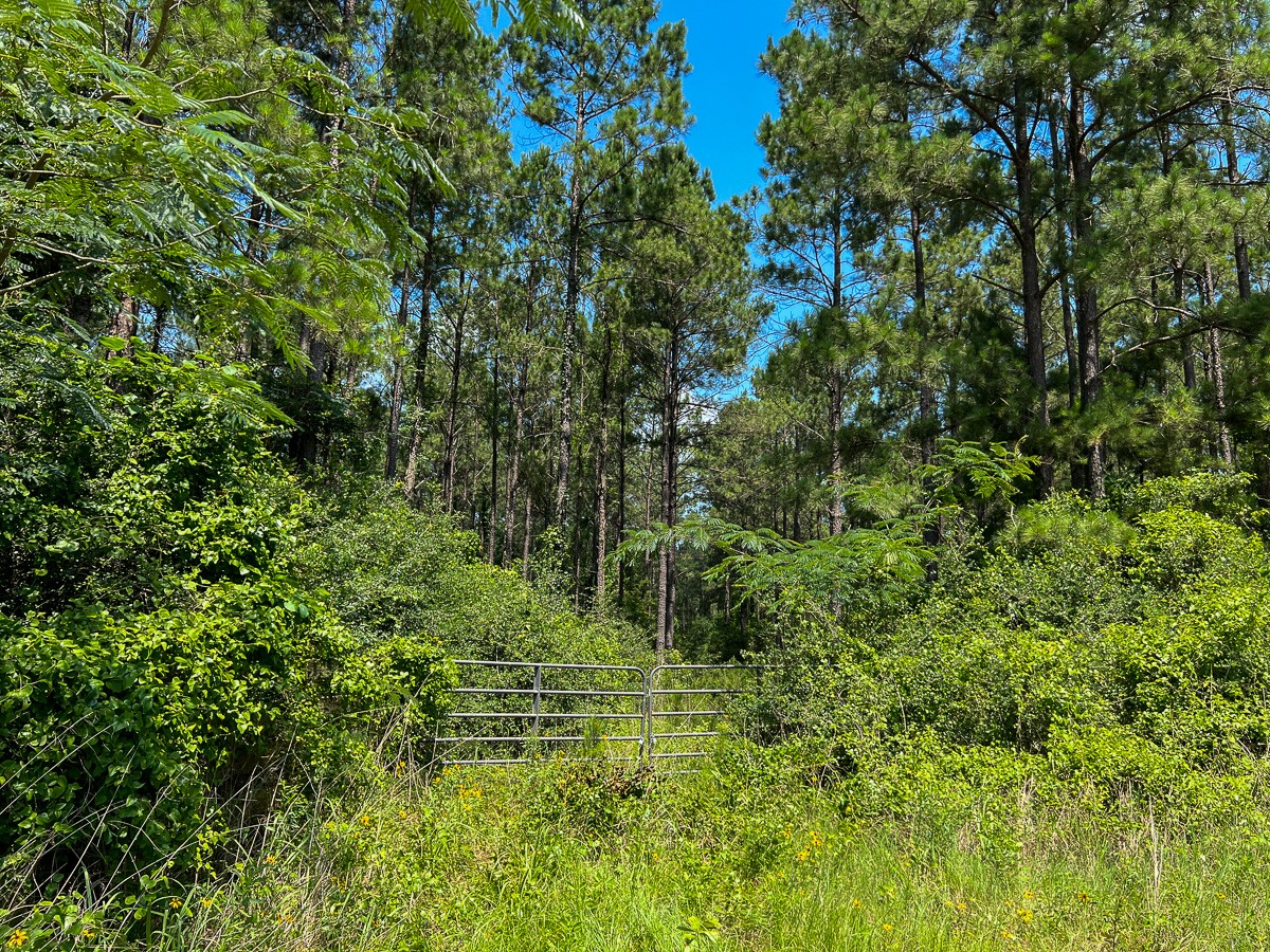1 Fodice 2 Road Lovelady, TX 75851 - Photo 7 of 12