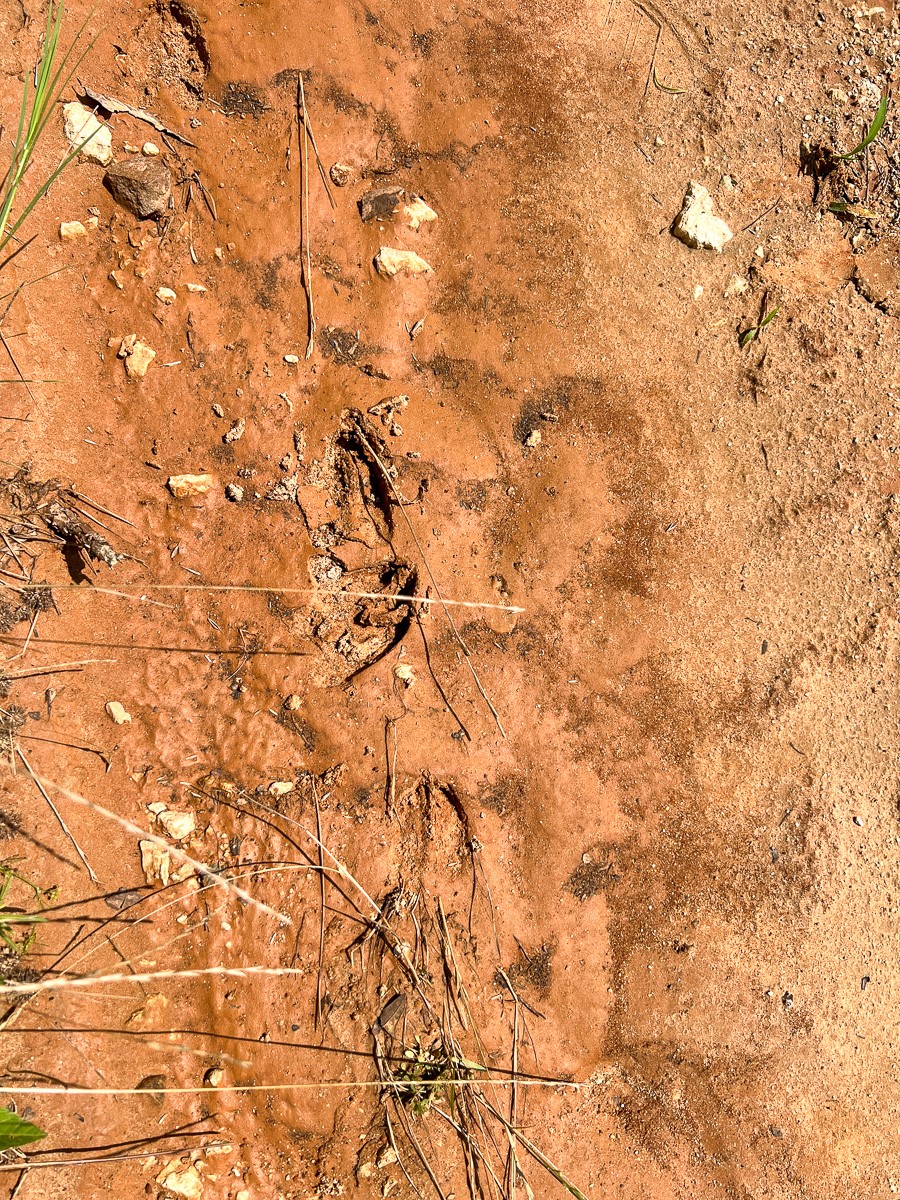 1 Fodice 2 Road Lovelady, TX 75851 - Photo 9 of 12