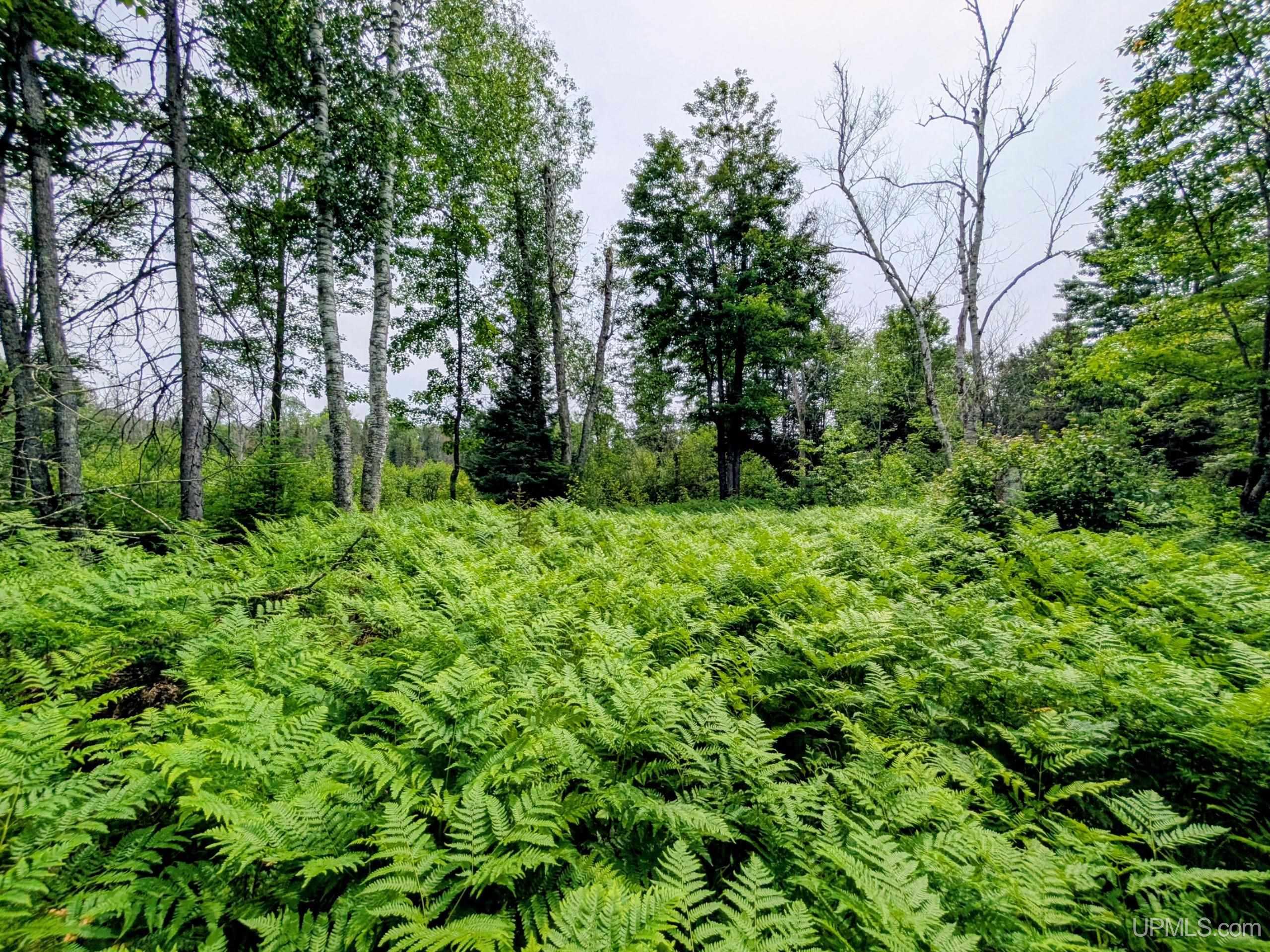 Tbd Pond Road Iron River, MI 49935 - Photo 19 of 26