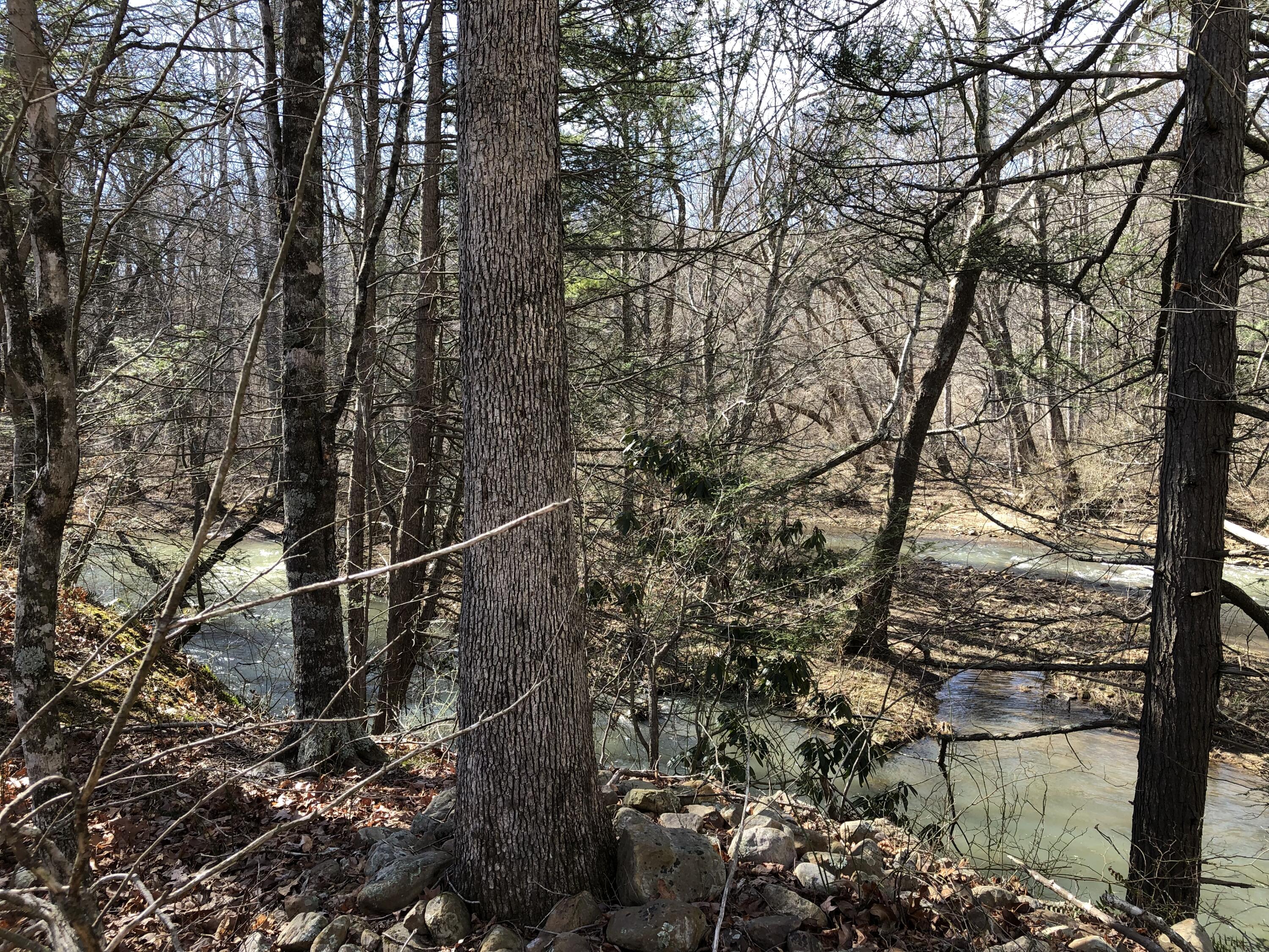 0 Potts Creek Road Covington, VA 24426 - Photo 19 of 22 a view of a forest next to a large tree