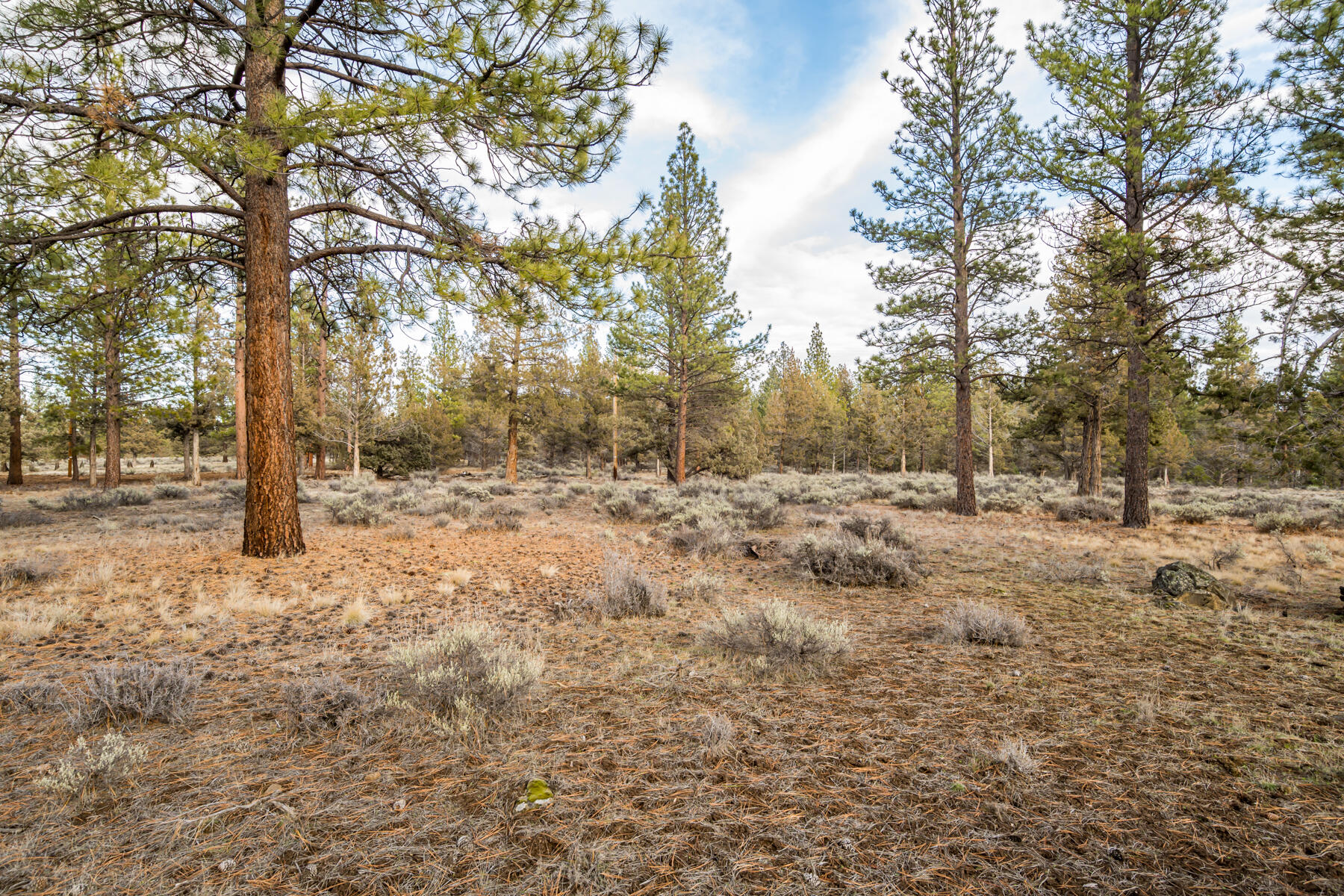 16305 Riata Court Sisters, OR 97759 - Photo 20 of 23 a view of a yard with trees