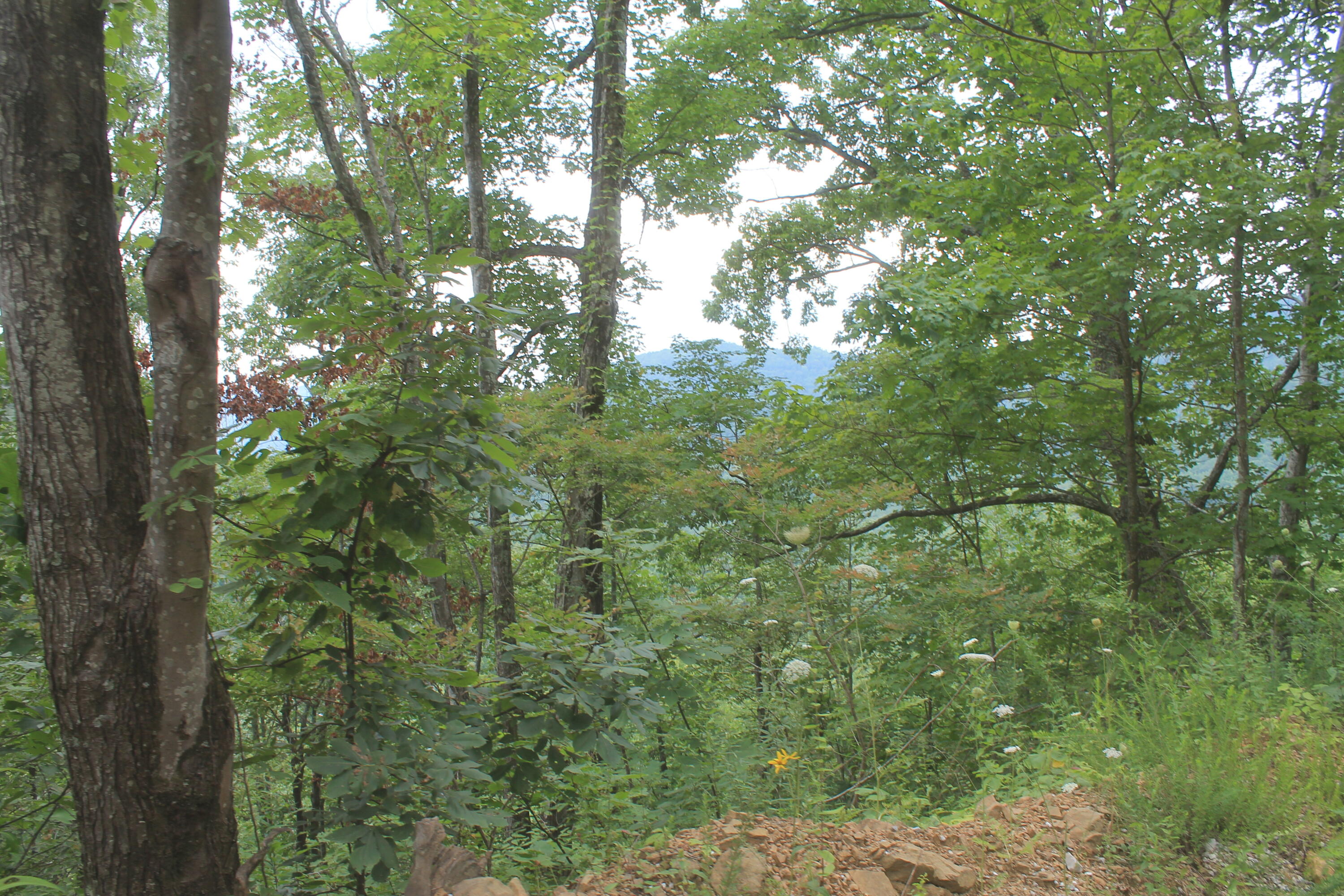 2 Straight Fork Road, Unit TRACT 2 Huntsville, TN 37756 - Photo 10 of 13 Tract 2 View (1)