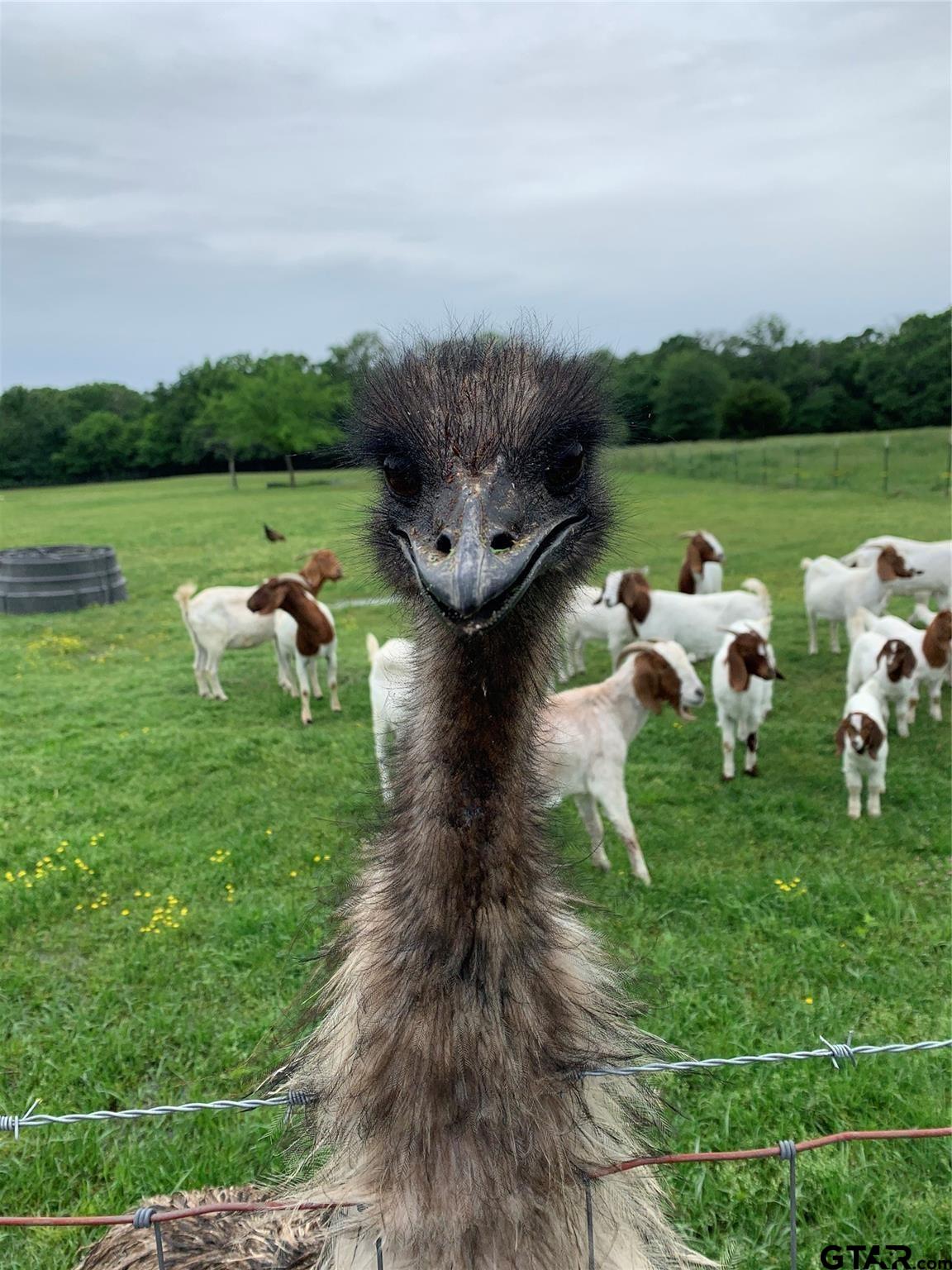 1100 East Rabbit Cove Road Quinlan, TX 75474 - Photo 9 of 18