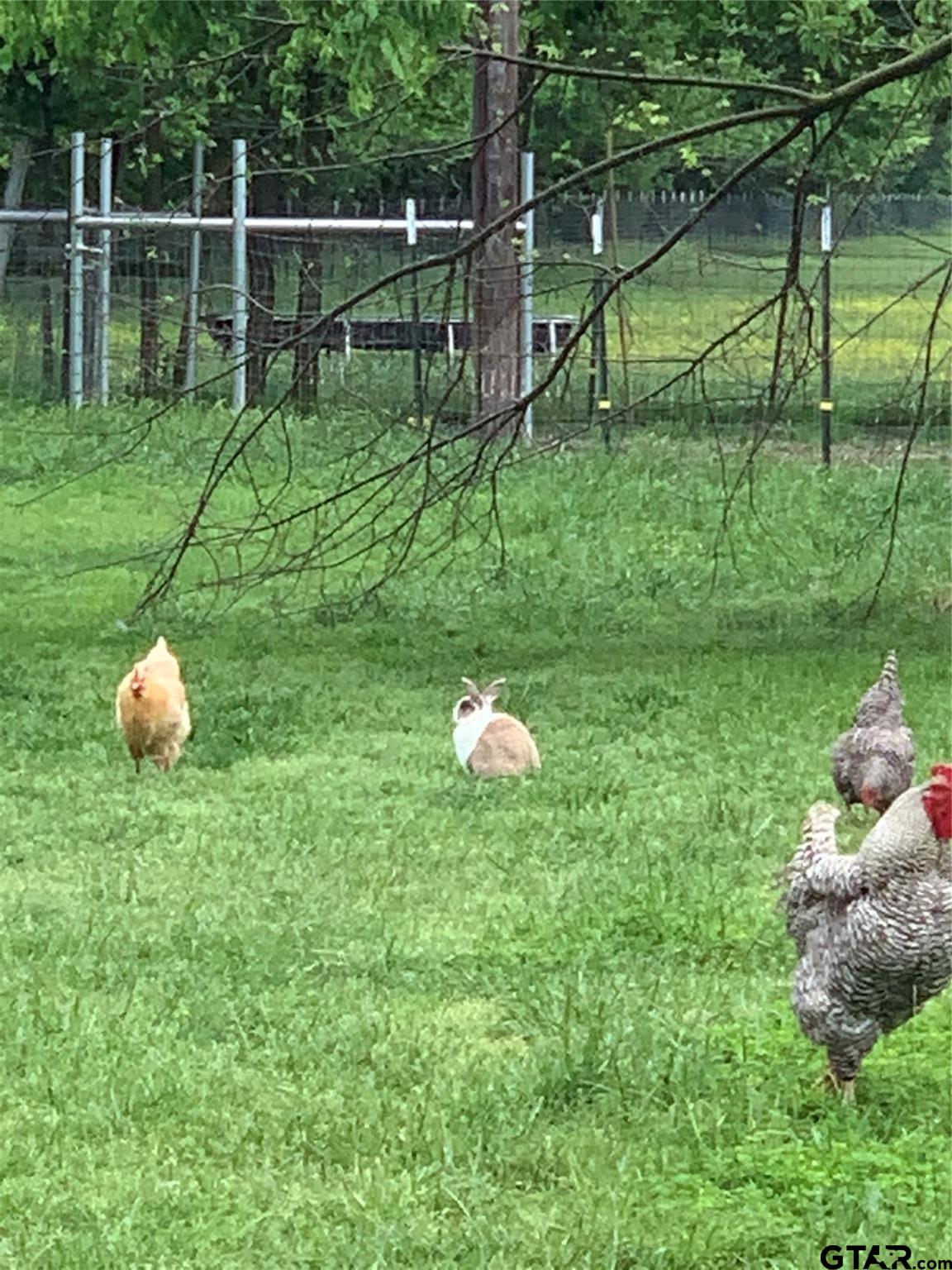 1100 East Rabbit Cove Road Quinlan, TX 75474 - Photo 10 of 18 a backyard of a house with two chairs and a table