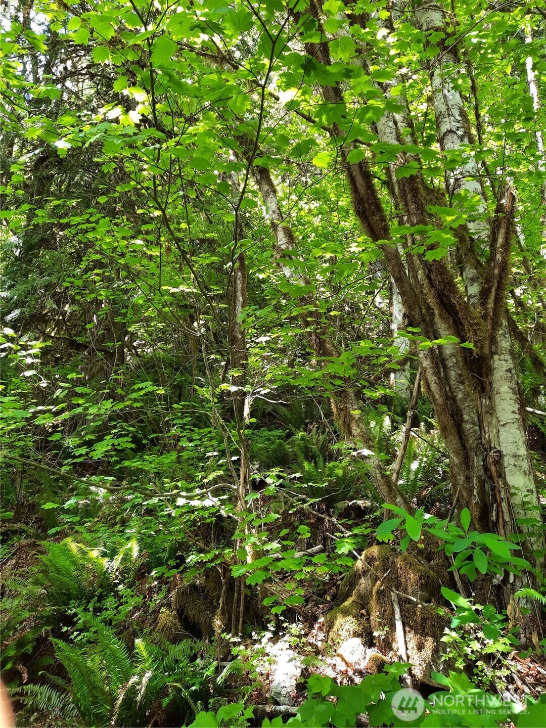 57255 State Rte 20 Rockport, WA 98283 - Photo 21 of 33 a view of a tree