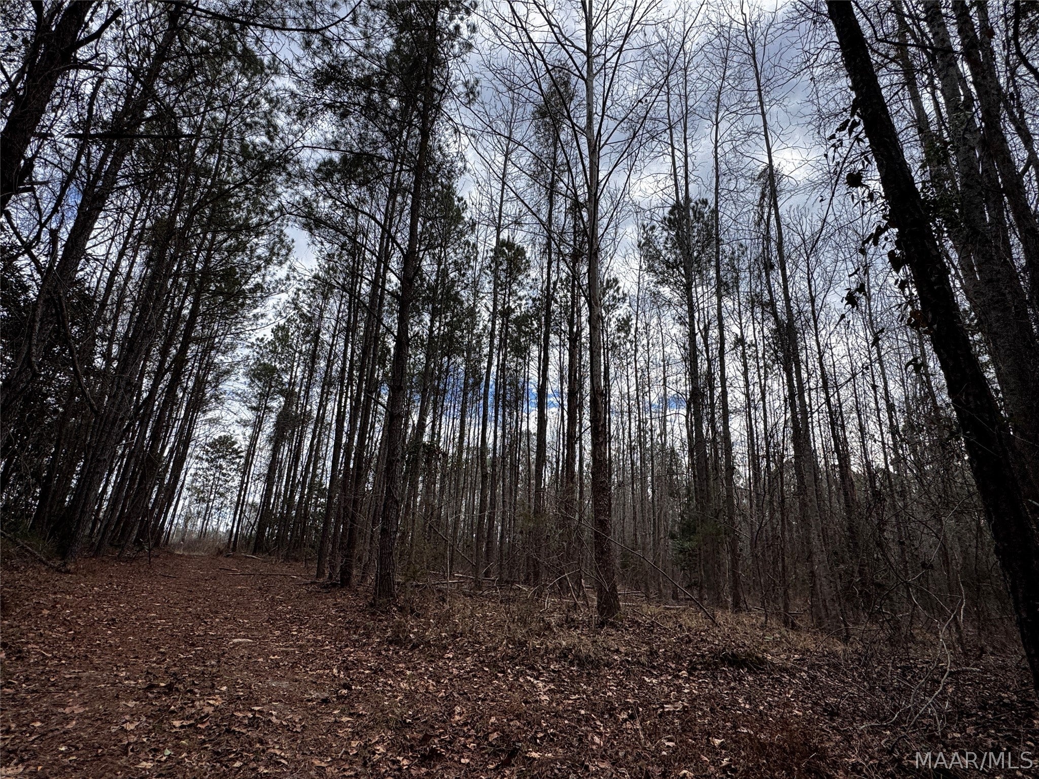 0 County Road Monroeville, AL 36460 - Photo 39 of 44 Gallery Image 39