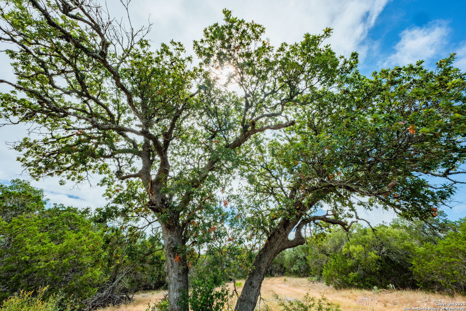 485 Mitchell Ranch Road Camp Wood, TX 78833 - Photo 13 of 47 view of tree