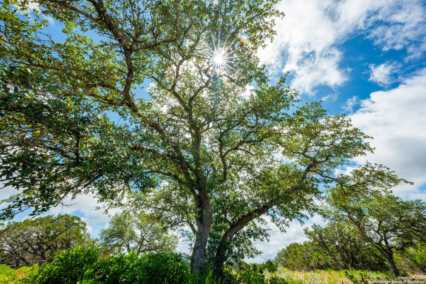 485 Mitchell Ranch Road Camp Wood, TX 78833 - Photo 17 of 47 a view of a tree in a yard