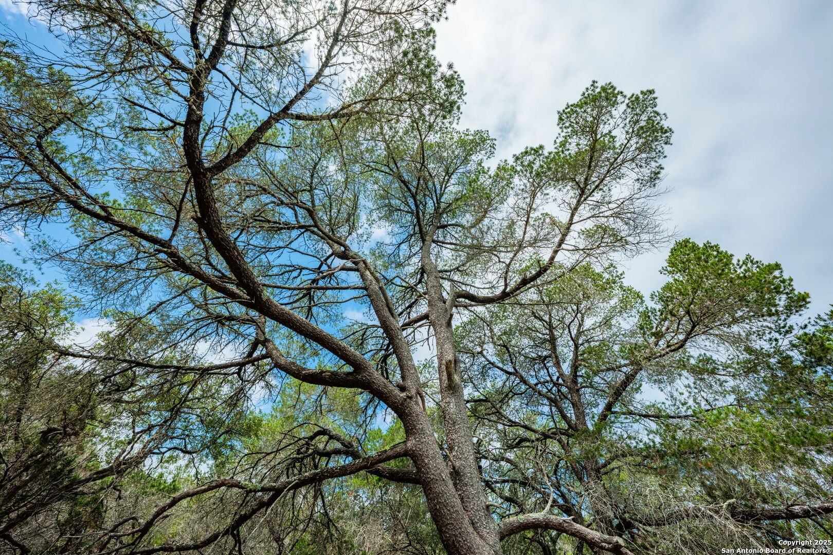 485 Mitchell Ranch Road Camp Wood, TX 78833 - Photo 20 of 47 a picture of tree