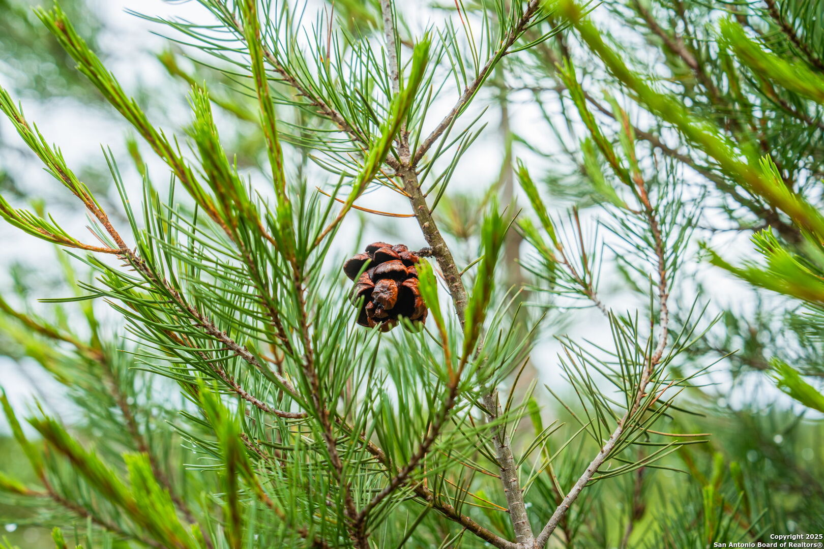 485 Mitchell Ranch Road Camp Wood, TX 78833 - Photo 21 of 47 a view of a plant in a garden