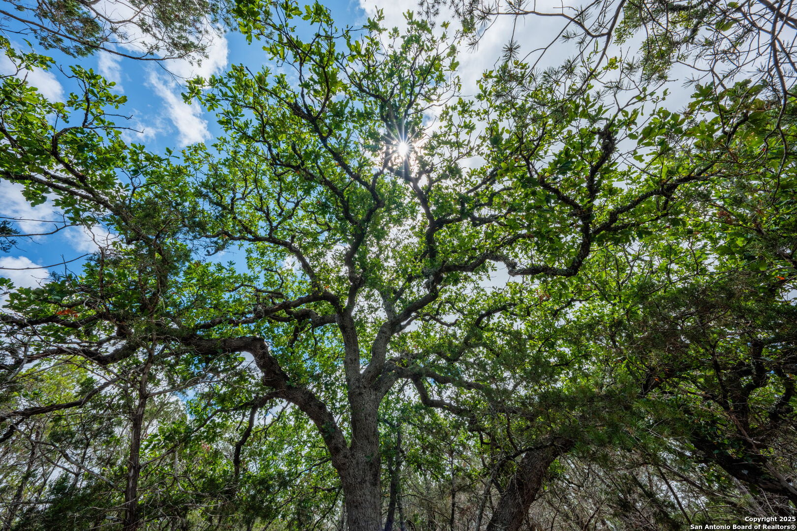 485 Mitchell Ranch Road Camp Wood, TX 78833 - Photo 22 of 47 a view of a tree