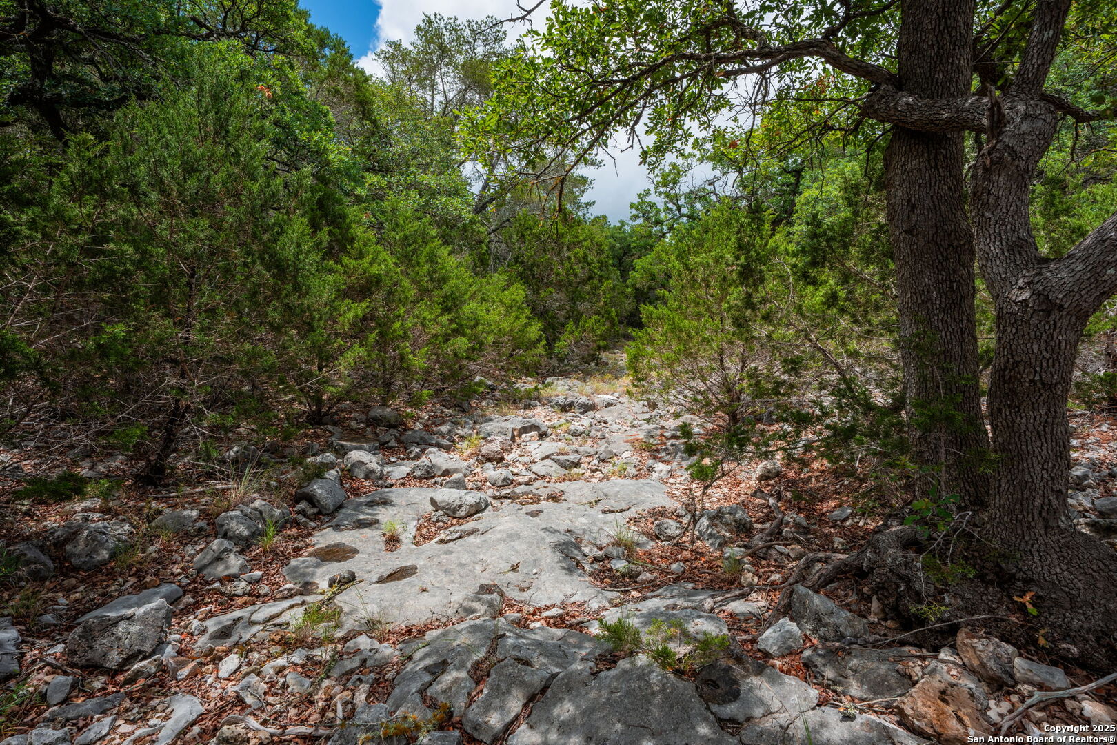 485 Mitchell Ranch Road Camp Wood, TX 78833 - Photo 7 of 47 a view of a yard with plants and trees