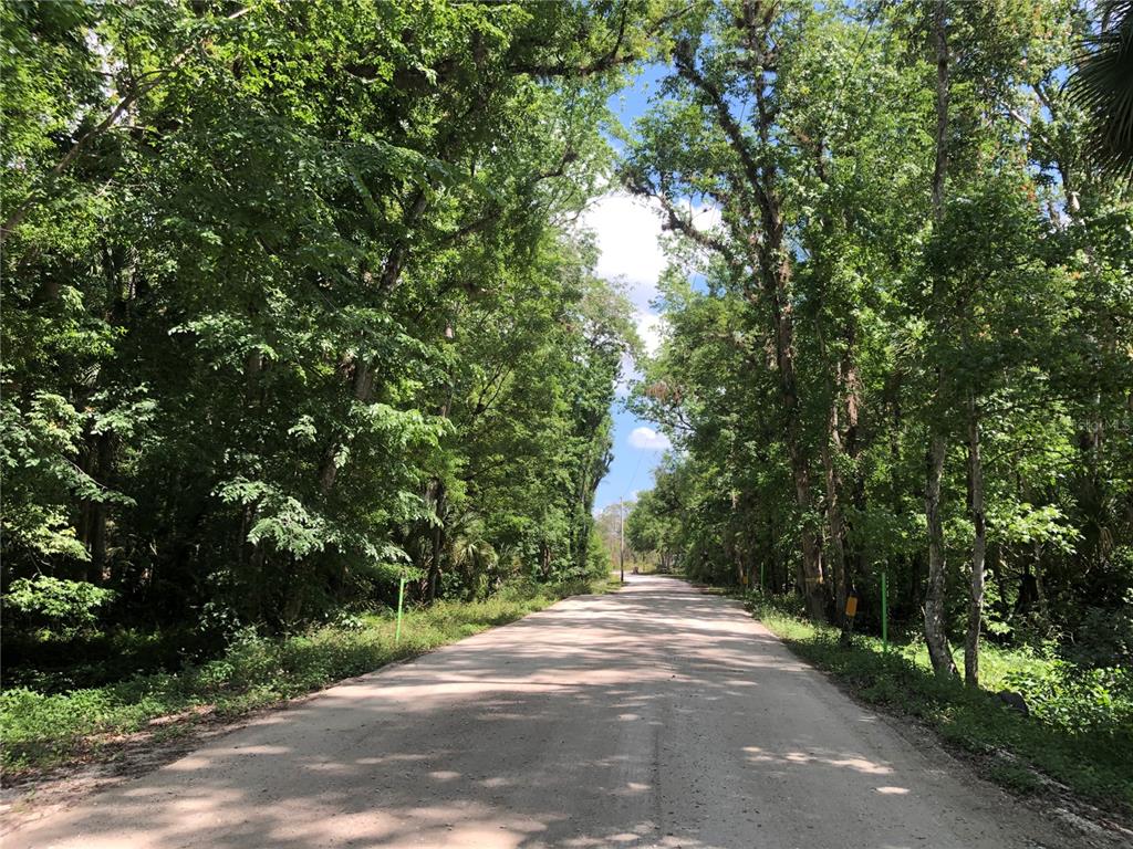 Keefer Trail Kissimmee, FL 34747 - Photo 2 of 12 a view of a yard with plants and trees