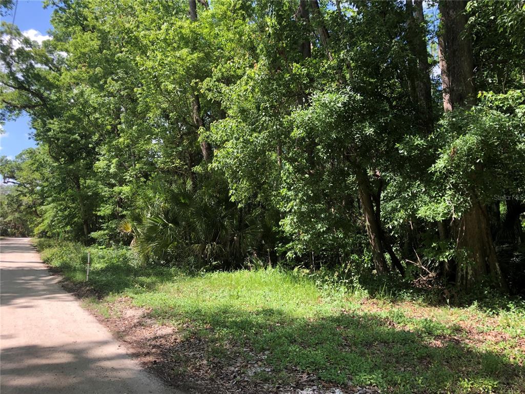 Keefer Trail Kissimmee, FL 34747 - Photo 5 of 12 a view of a yard with plants and a tree