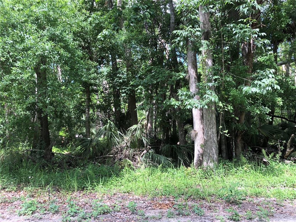 Keefer Trail Kissimmee, FL 34747 - Photo 6 of 12 a view of a plants in backyard of a house