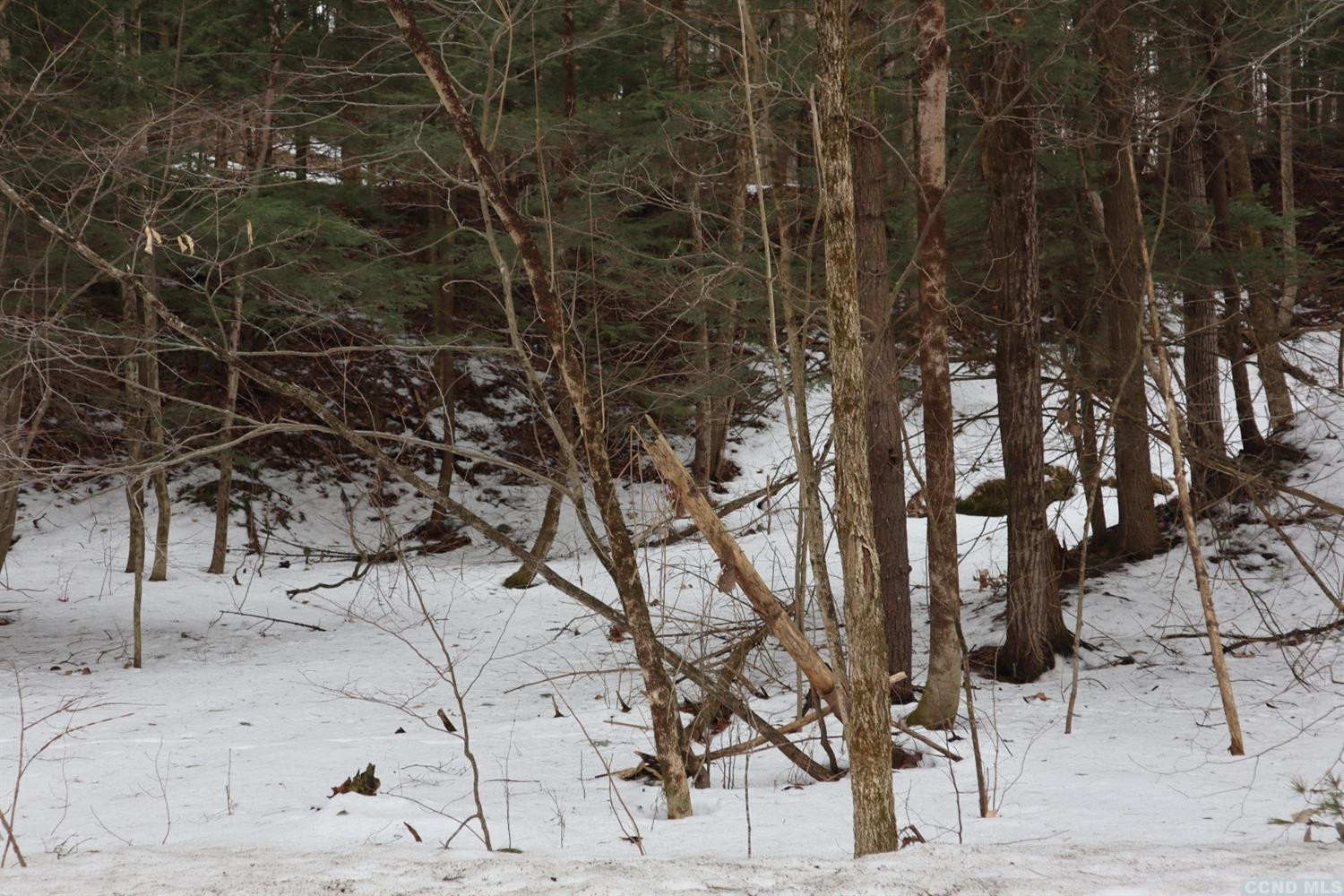 155 Shaver Road Canaan, NY 12029 - Photo 2 of 5 a view of a yard with a tree