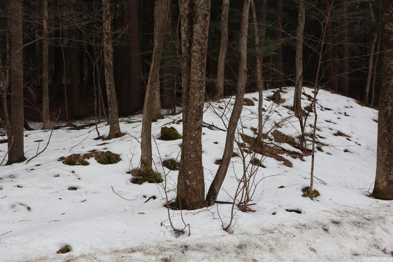 155 Shaver Road Canaan, NY 12029 - Photo 5 of 5