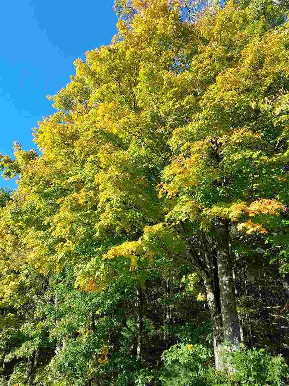 Lot 5 Lot Road Kerhonkson, NY 12446 - Photo 5 of 5 Photo 5