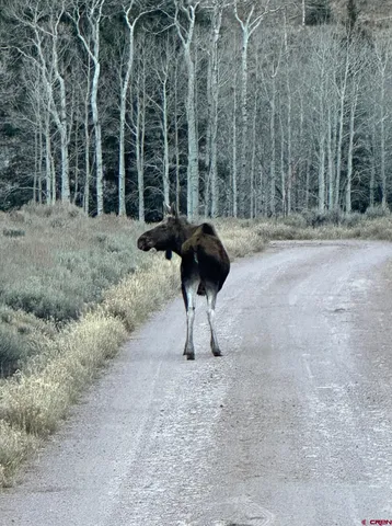 a view of a yard with large trees