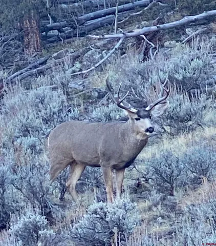 a view of a dry yard