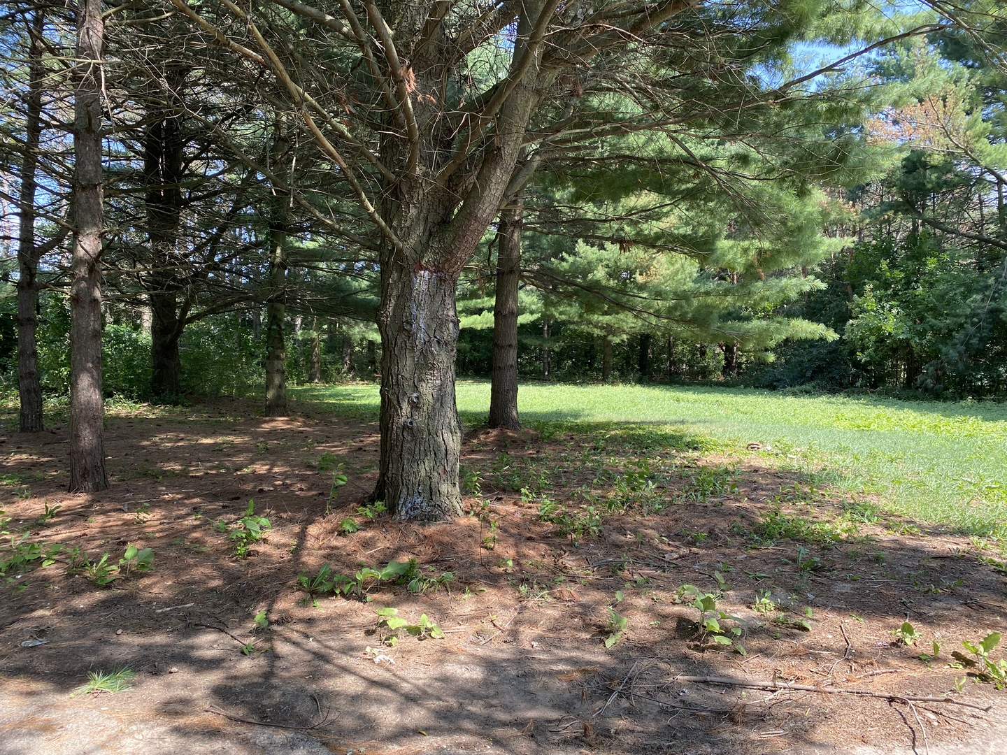 19209 Altenburg Road Harvard, IL 60033 - Photo 6 of 13 a view of a trees with a yard