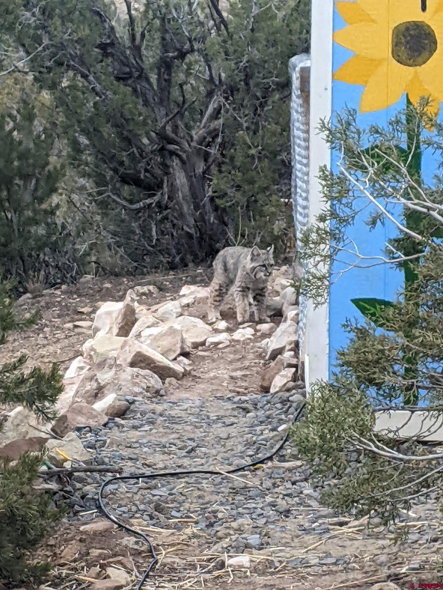15086 45 45 1/2 Road De Beque, CO 81630 - Photo 27 of 40 a view of a house with a yard