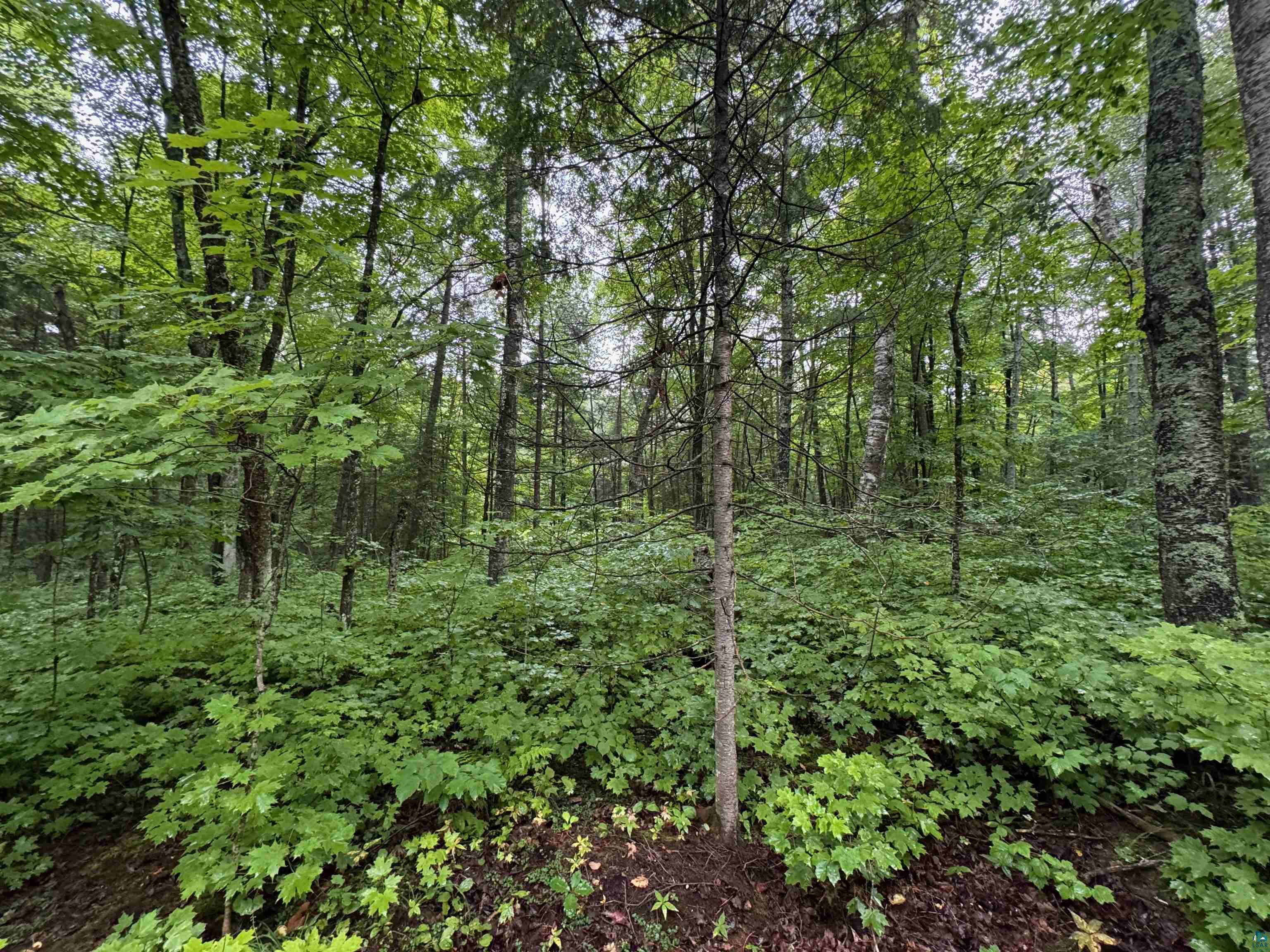 Lot 3 North Scheers Road Hayward, WI 54843 - Photo 17 of 48 View of local wilderness featuring a forest view