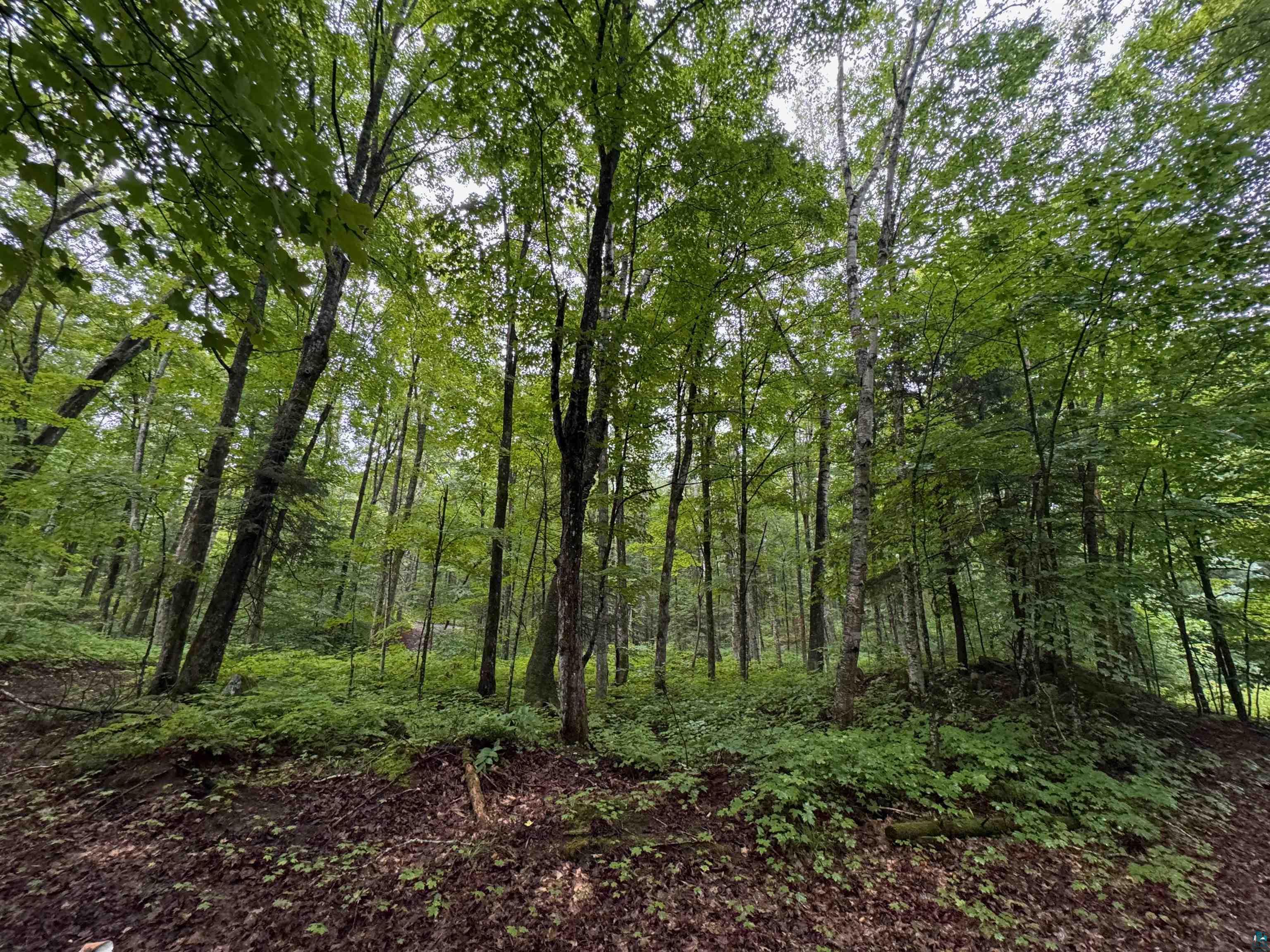 Lot 3 North Scheers Road Hayward, WI 54843 - Photo 23 of 48 View of nature featuring a wooded view
