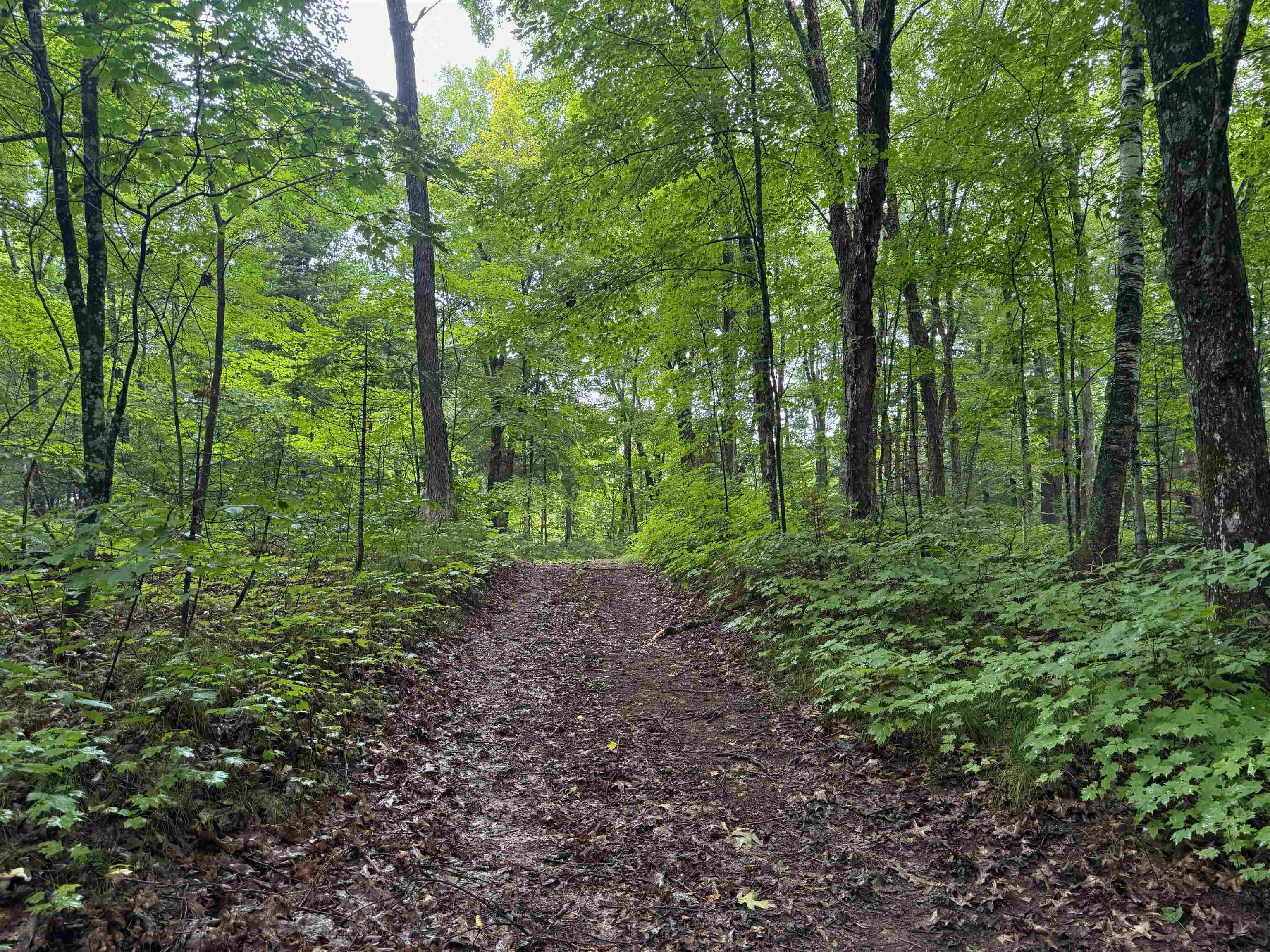Lot 3 North Scheers Road Hayward, WI 54843 - Photo 27 of 48 View of local wilderness featuring a wooded view