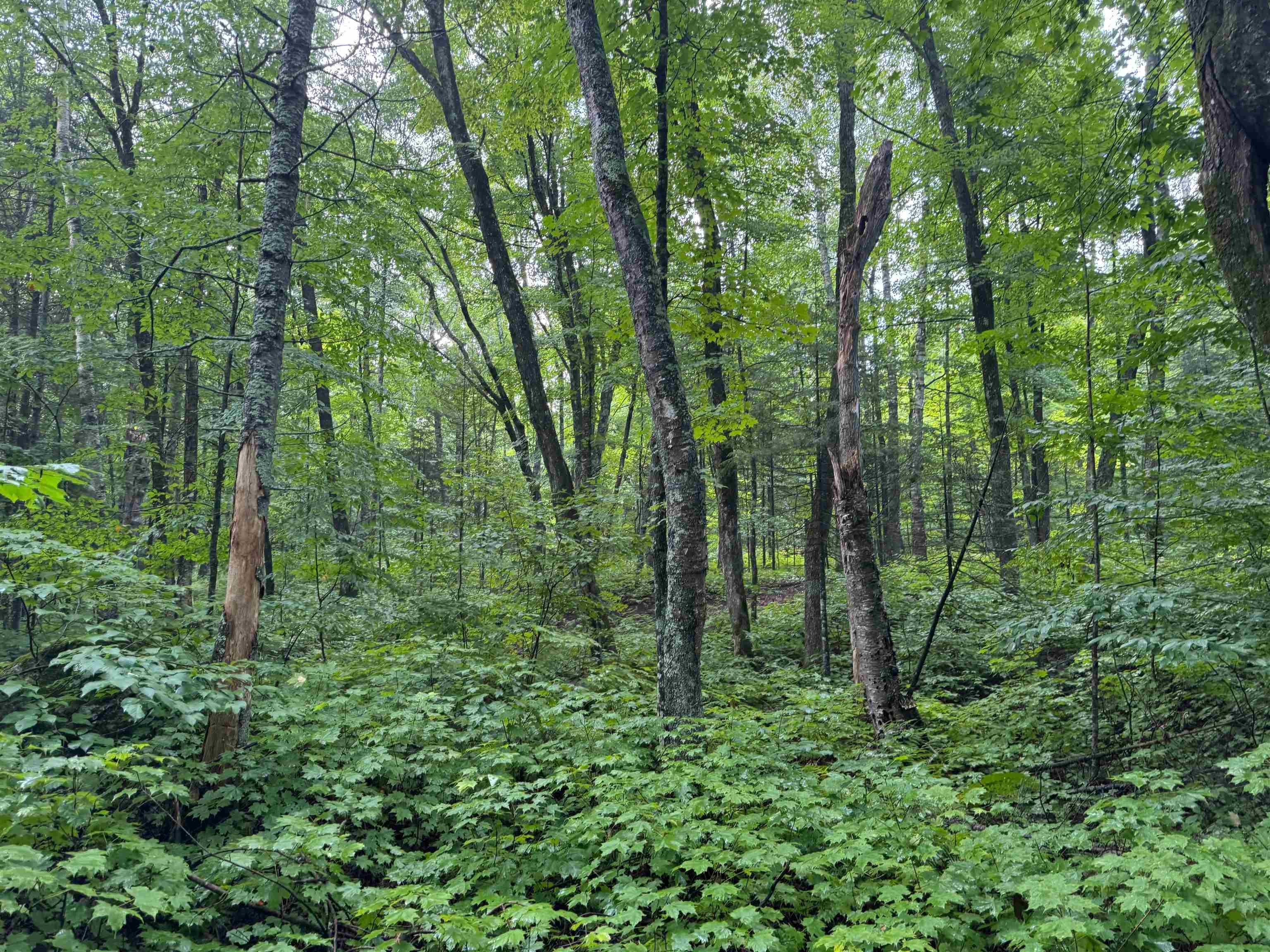 Lot 3 North Scheers Road Hayward, WI 54843 - Photo 40 of 48 View of landscape with a view of trees