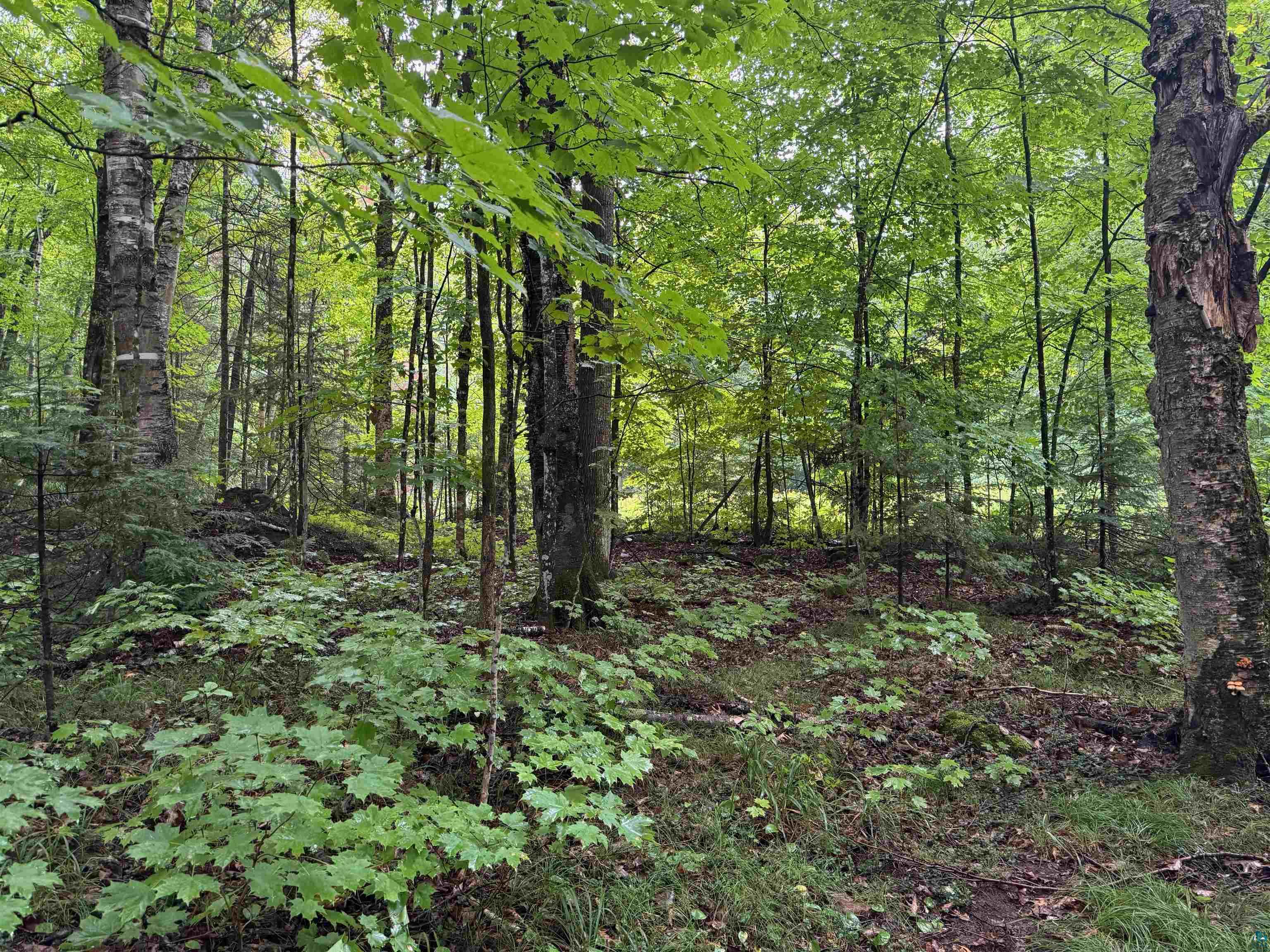 Lot 3 North Scheers Road Hayward, WI 54843 - Photo 5 of 48 View of nature featuring a wooded view