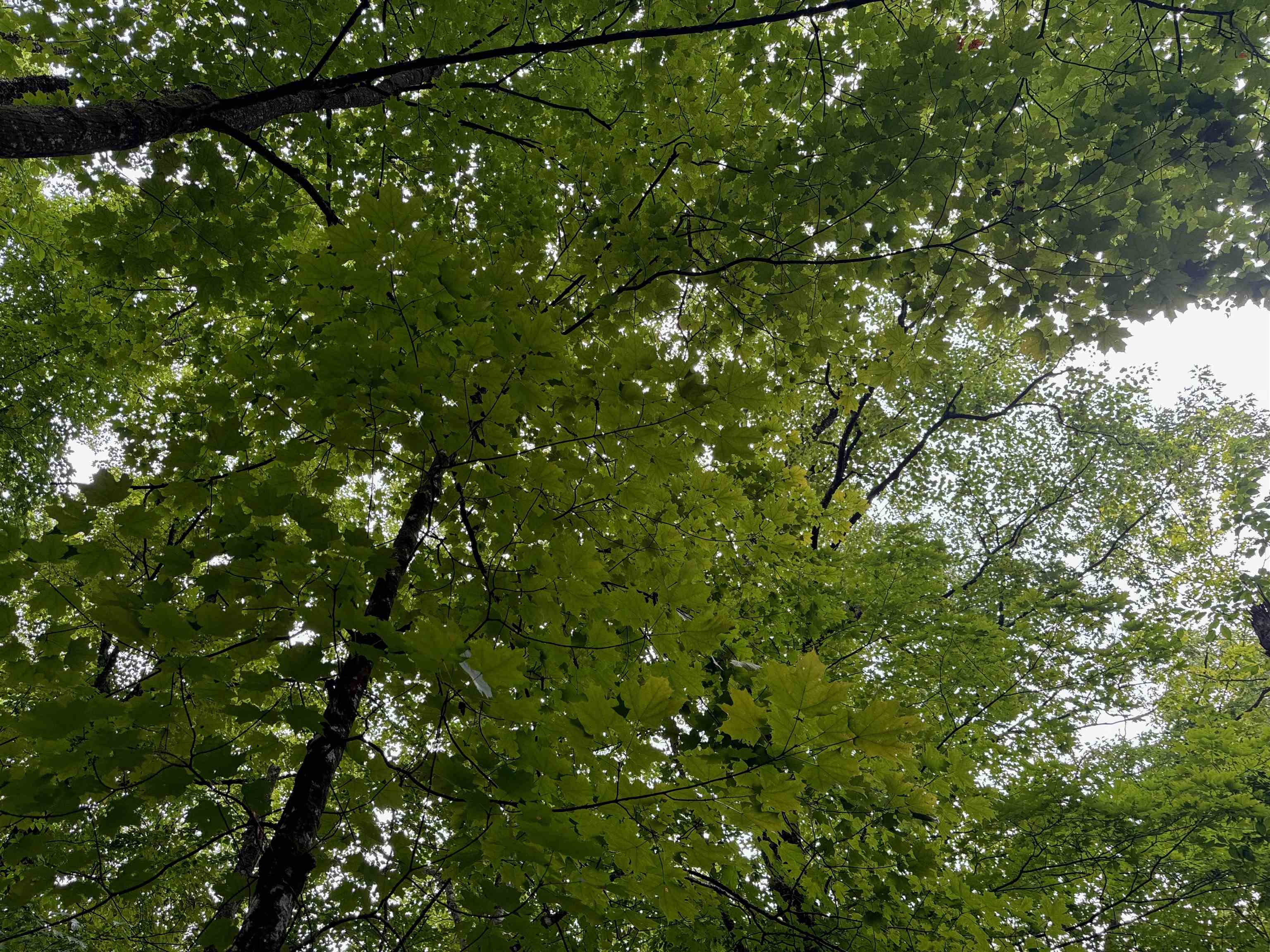 Lot 3 North Scheers Road Hayward, WI 54843 - Photo 6 of 48 View of local wilderness