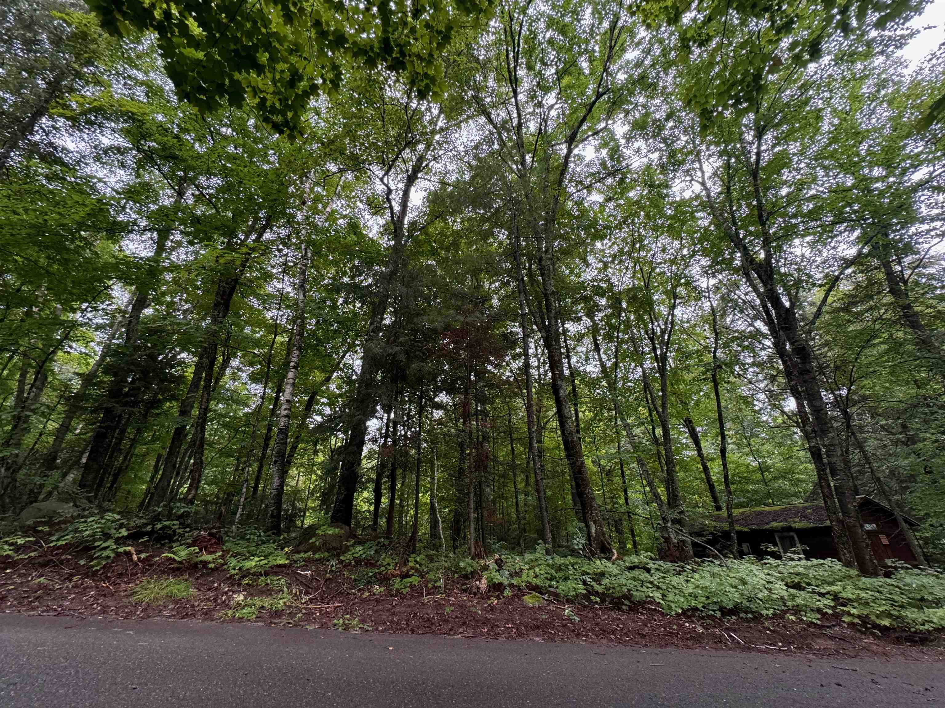 Lot 3 North Scheers Road Hayward, WI 54843 - Photo 10 of 48 View of nature with a view of trees