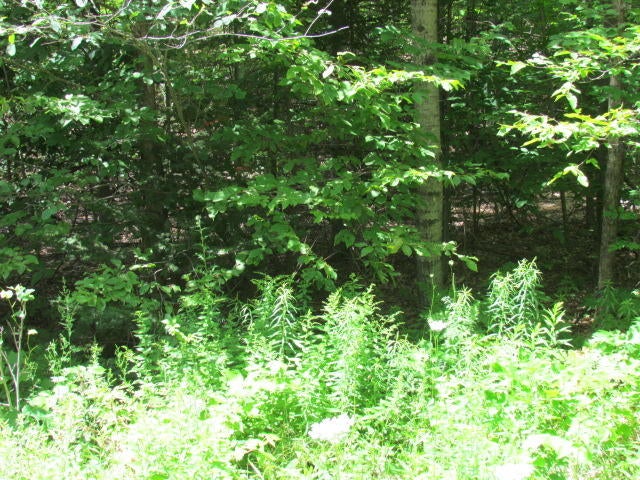 Hill Road Atlanta, MI 49709 - Photo 4 of 10 Gallery Image 4