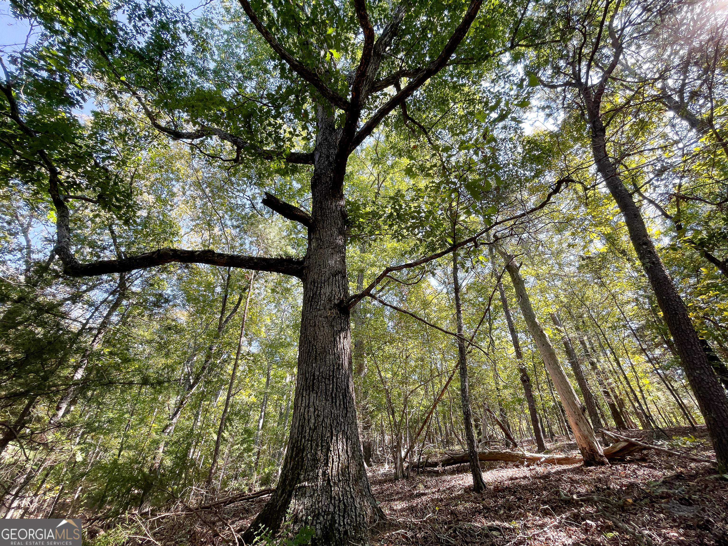 0 Webb Creek Road Rome, GA 30161 - Photo 17 of 25