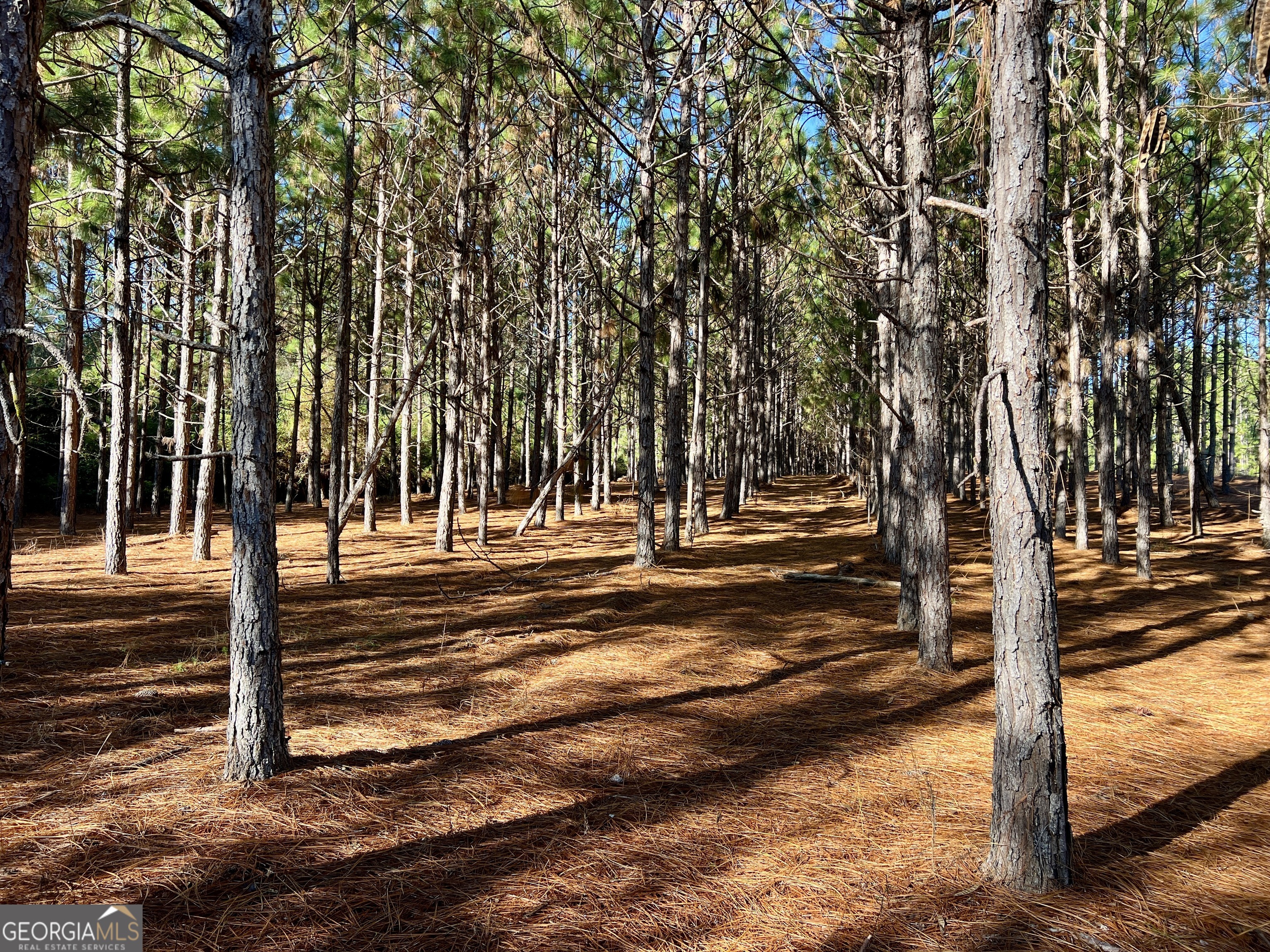0 Barentine Road Rochelle, GA 31079 - Photo 28 of 46 a view of a trees with yard