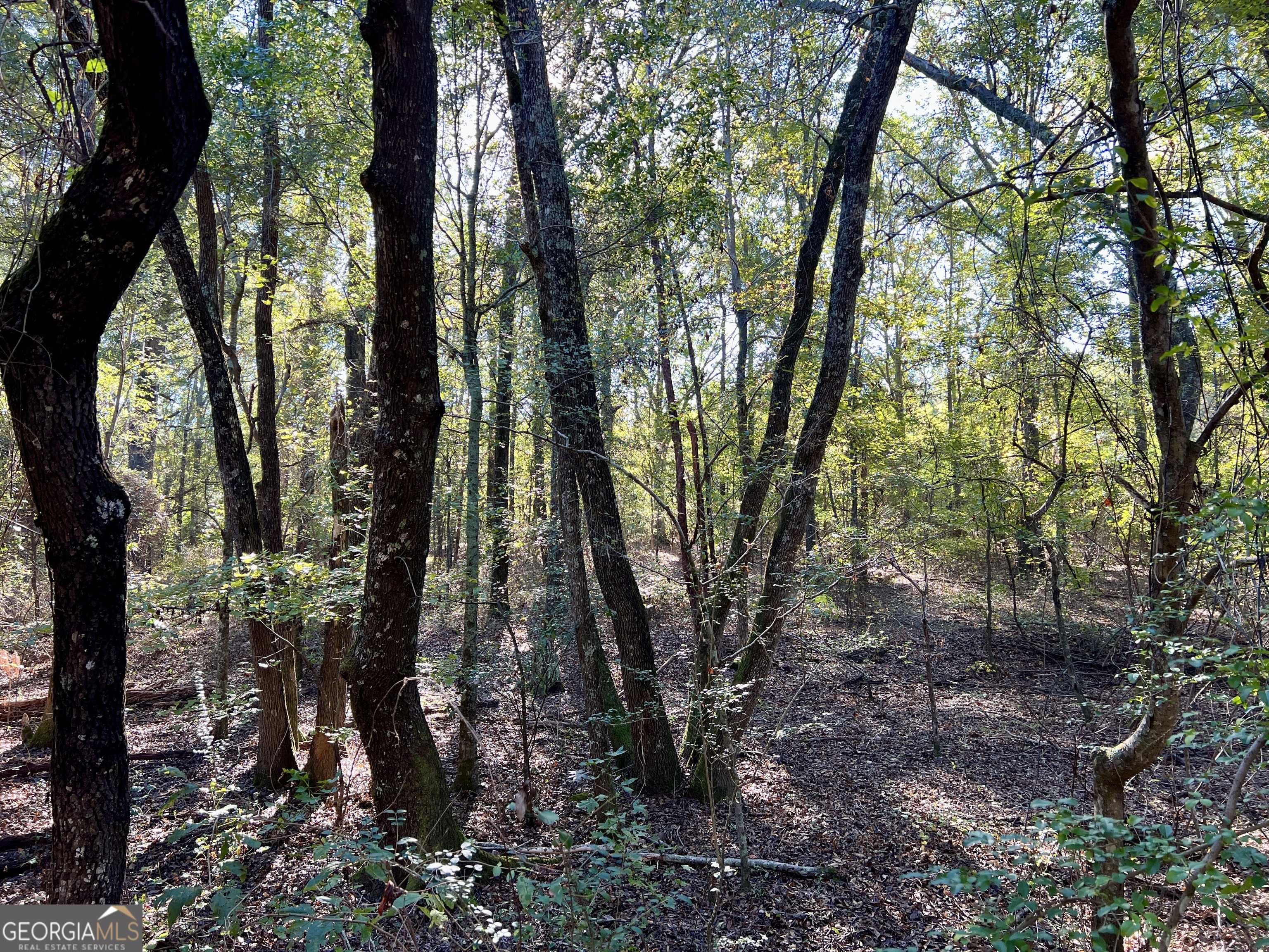 0 Barentine Road Rochelle, GA 31079 - Photo 30 of 46 a view of forest
