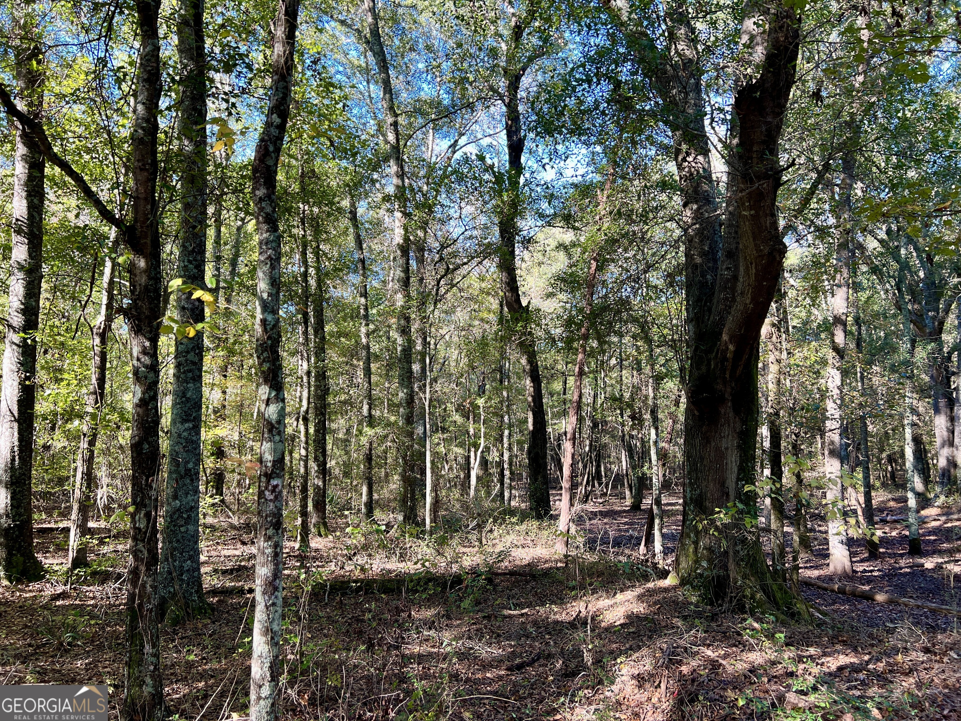 0 Barentine Road Rochelle, GA 31079 - Photo 31 of 46 a view of a forest filled with trees